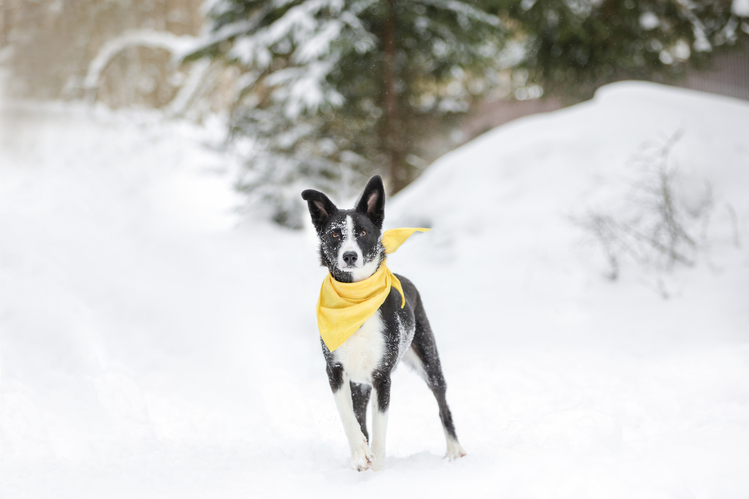 История Елены 1. Семейный фотограф-анималист Ирина Андреева