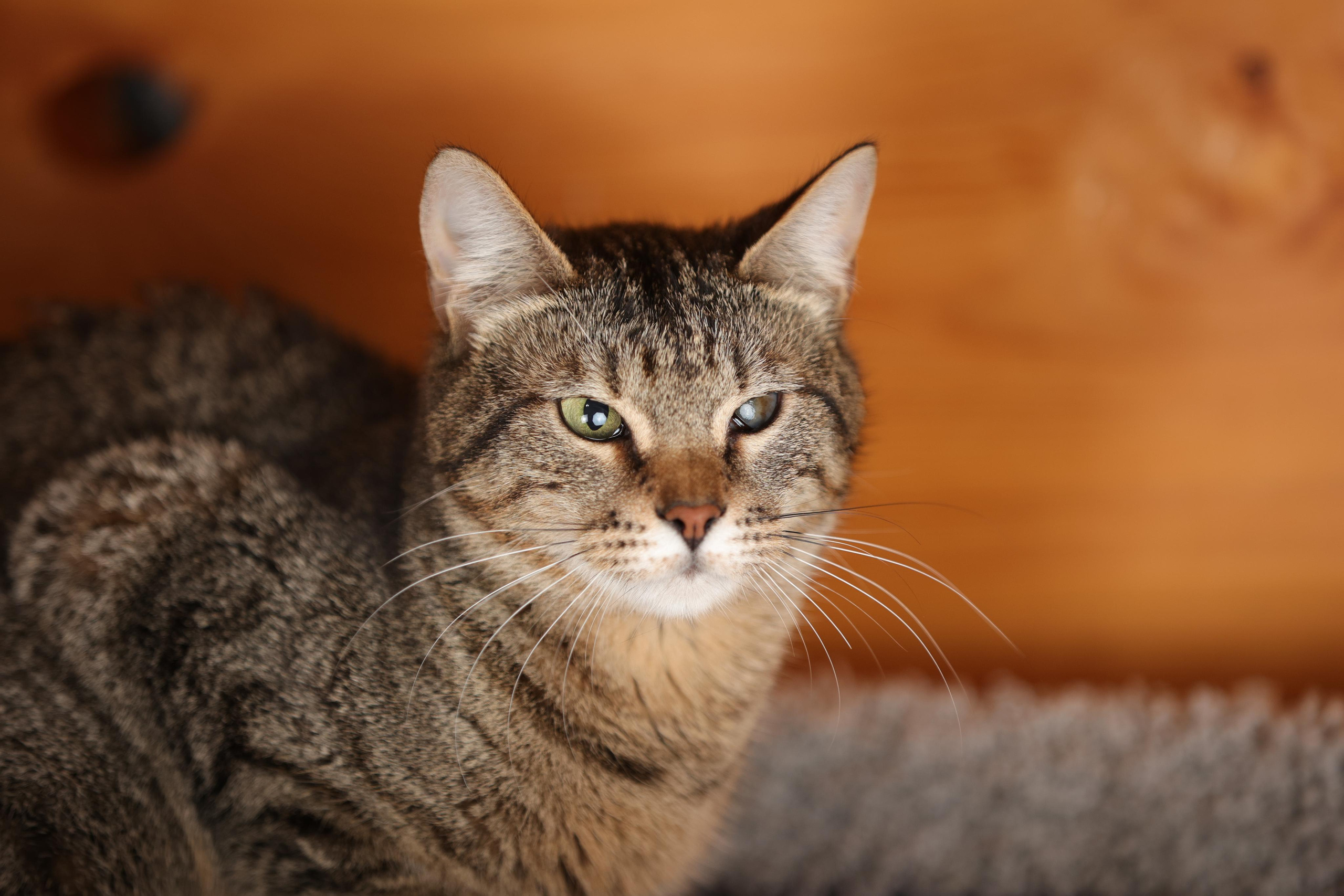 История Елены 1. Семейный фотограф-анималист Ирина Андреева