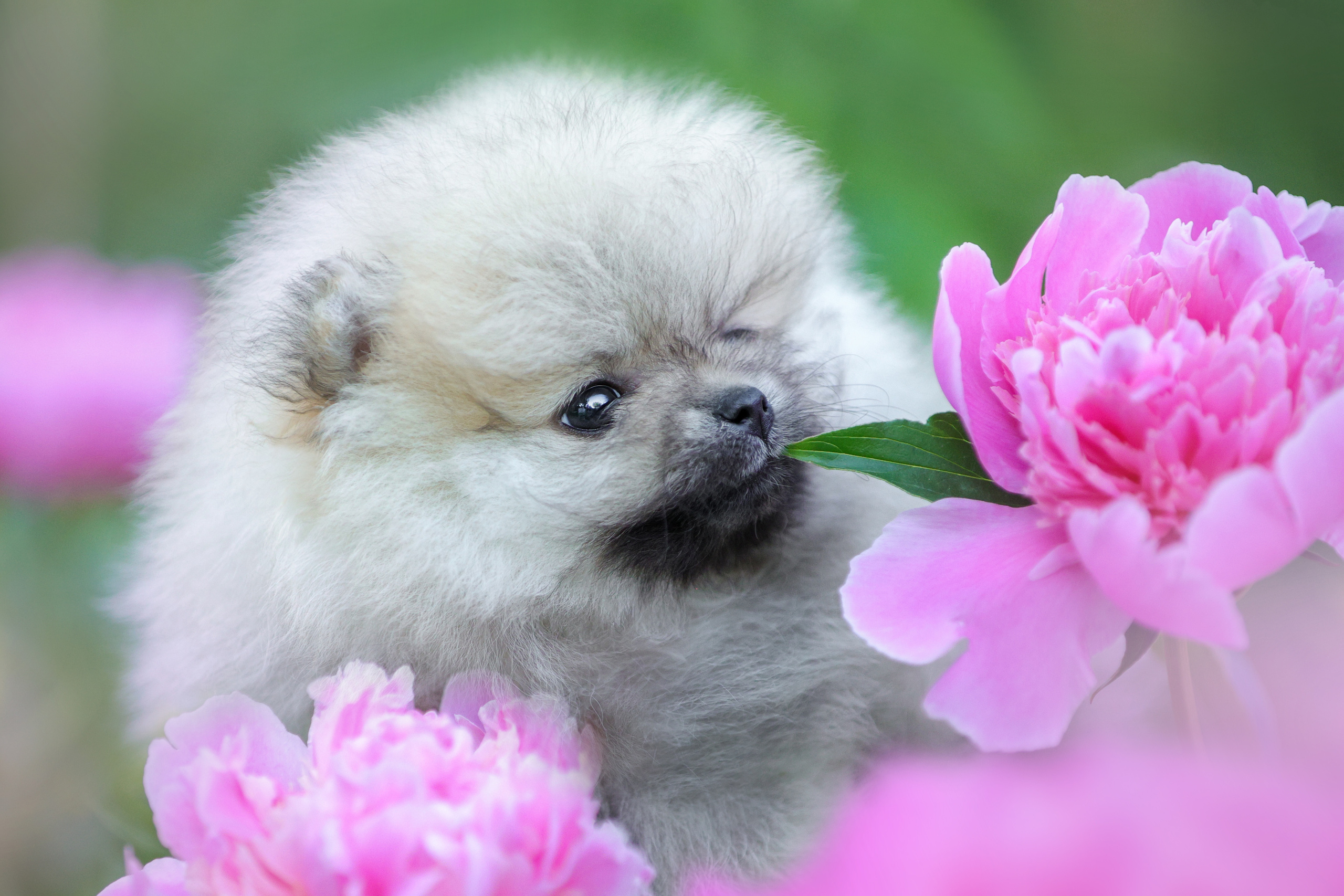 Портретные фотографии. Семейный фотограф-анималист Ирина Андреева