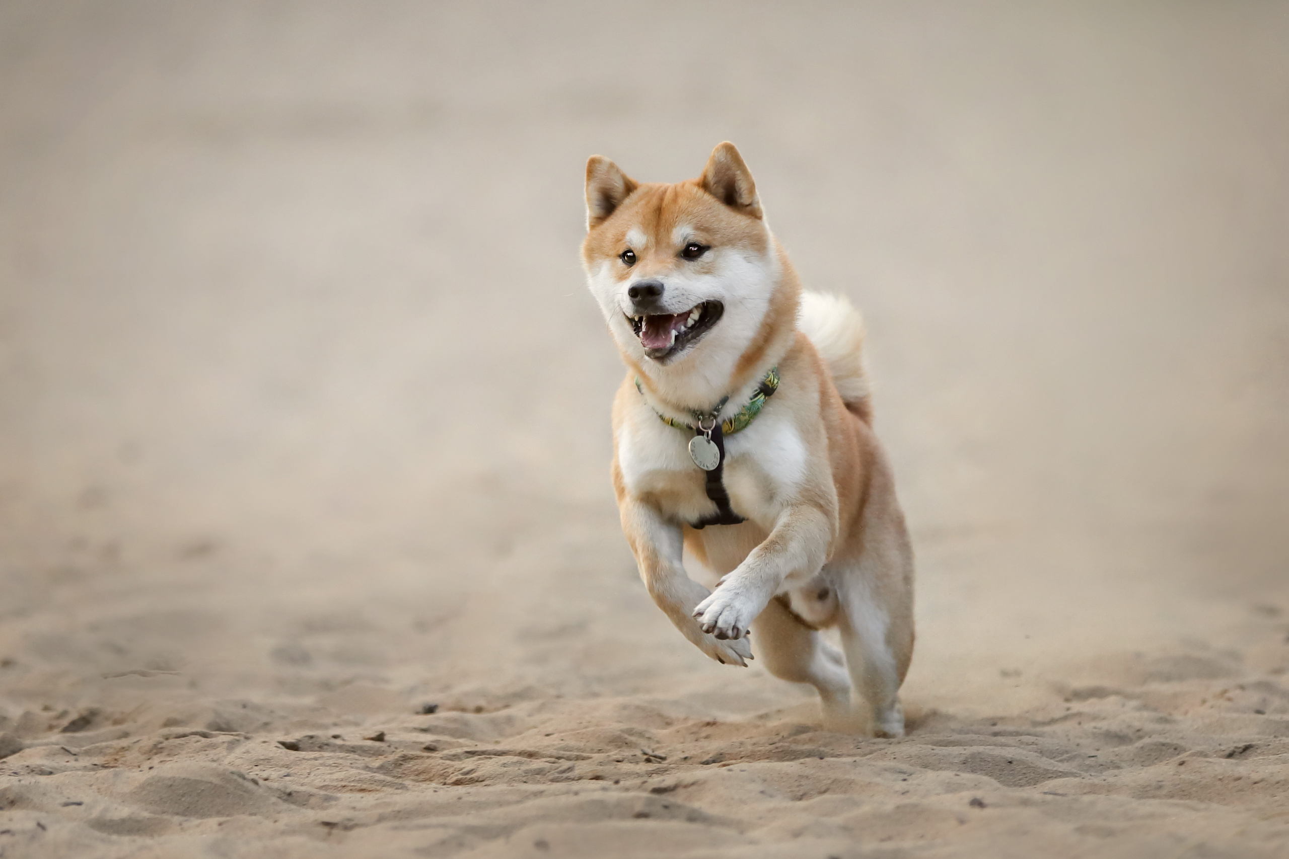 Фотографии в движении. Семейный фотограф-анималист Ирина Андреева