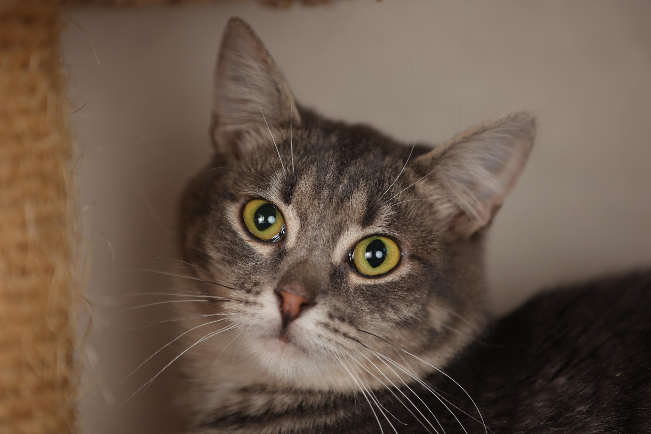 История Елены 1. Семейный фотограф-анималист Ирина Андреева