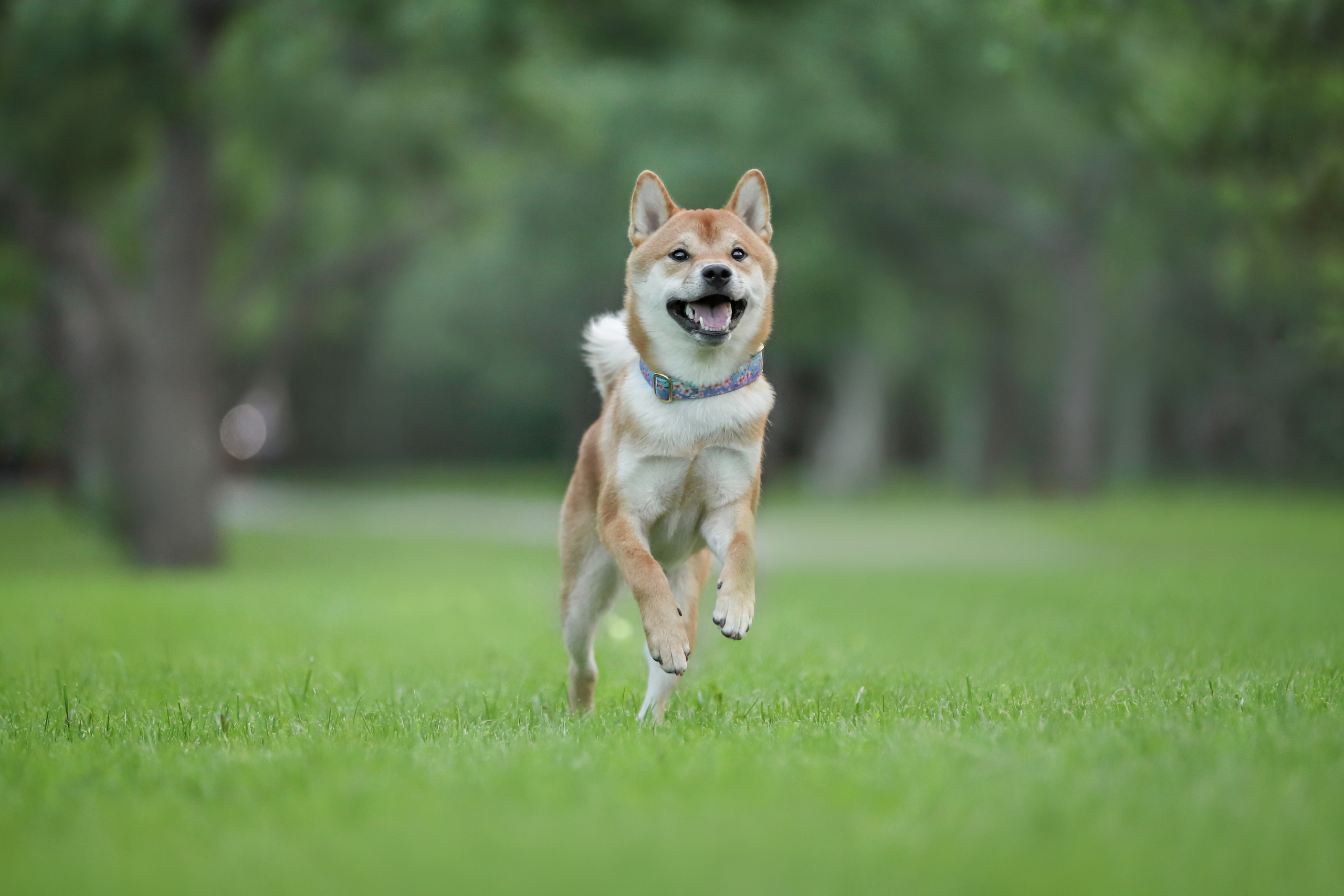 История Ксюши и Илюши. Семейный фотограф-анималист Ирина Андреева