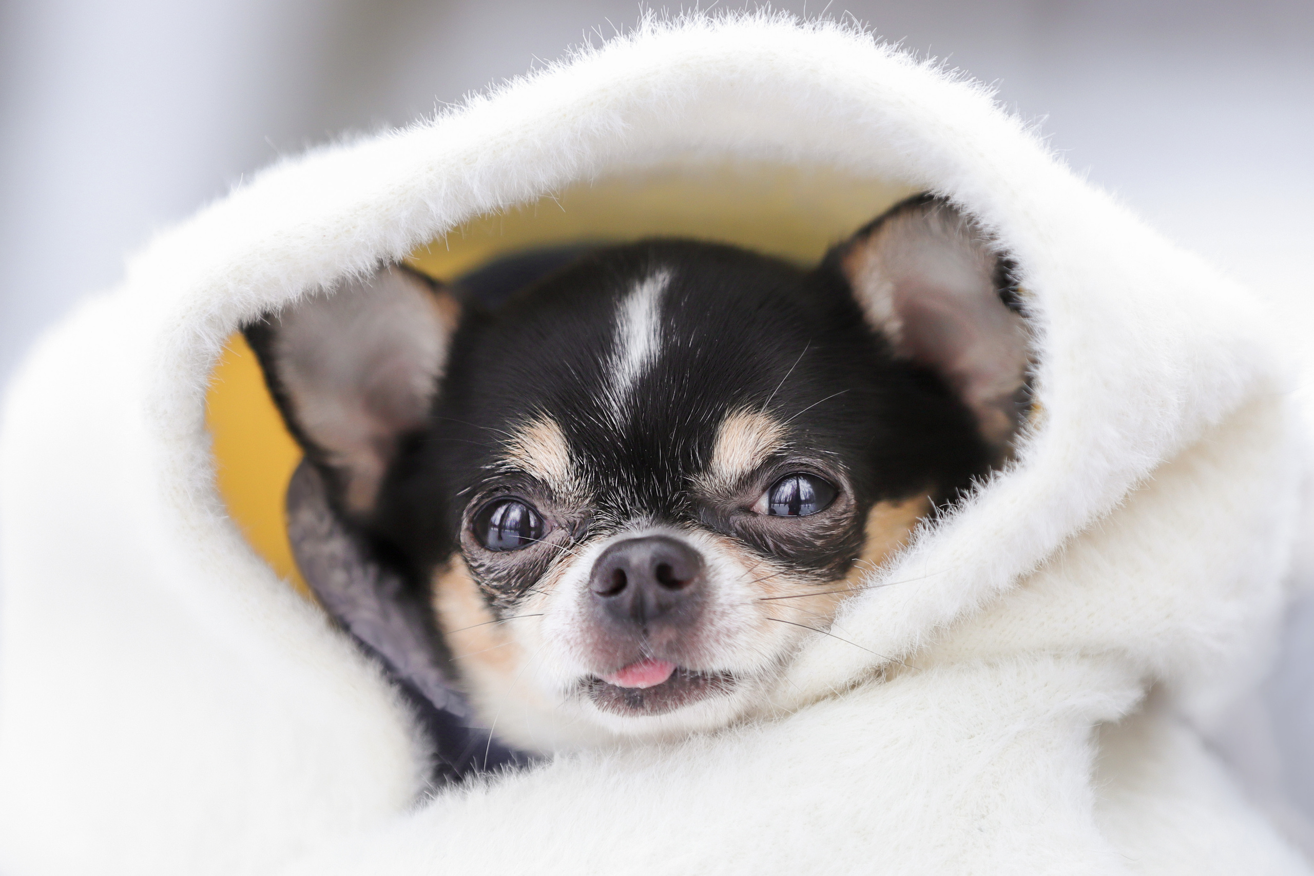 История Таня и Марсель. Семейный фотограф-анималист Ирина Андреева