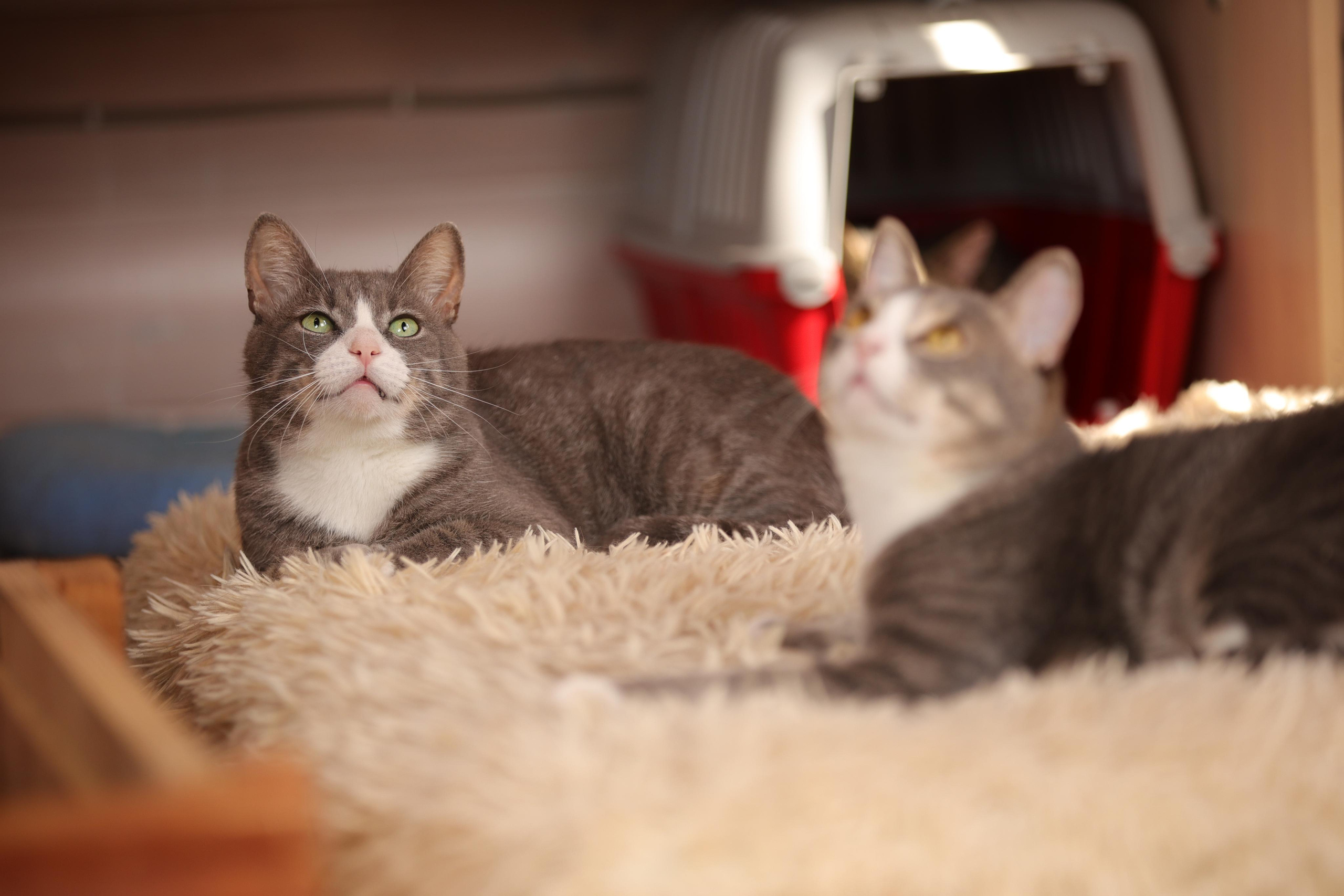 История Елены 1. Семейный фотограф-анималист Ирина Андреева