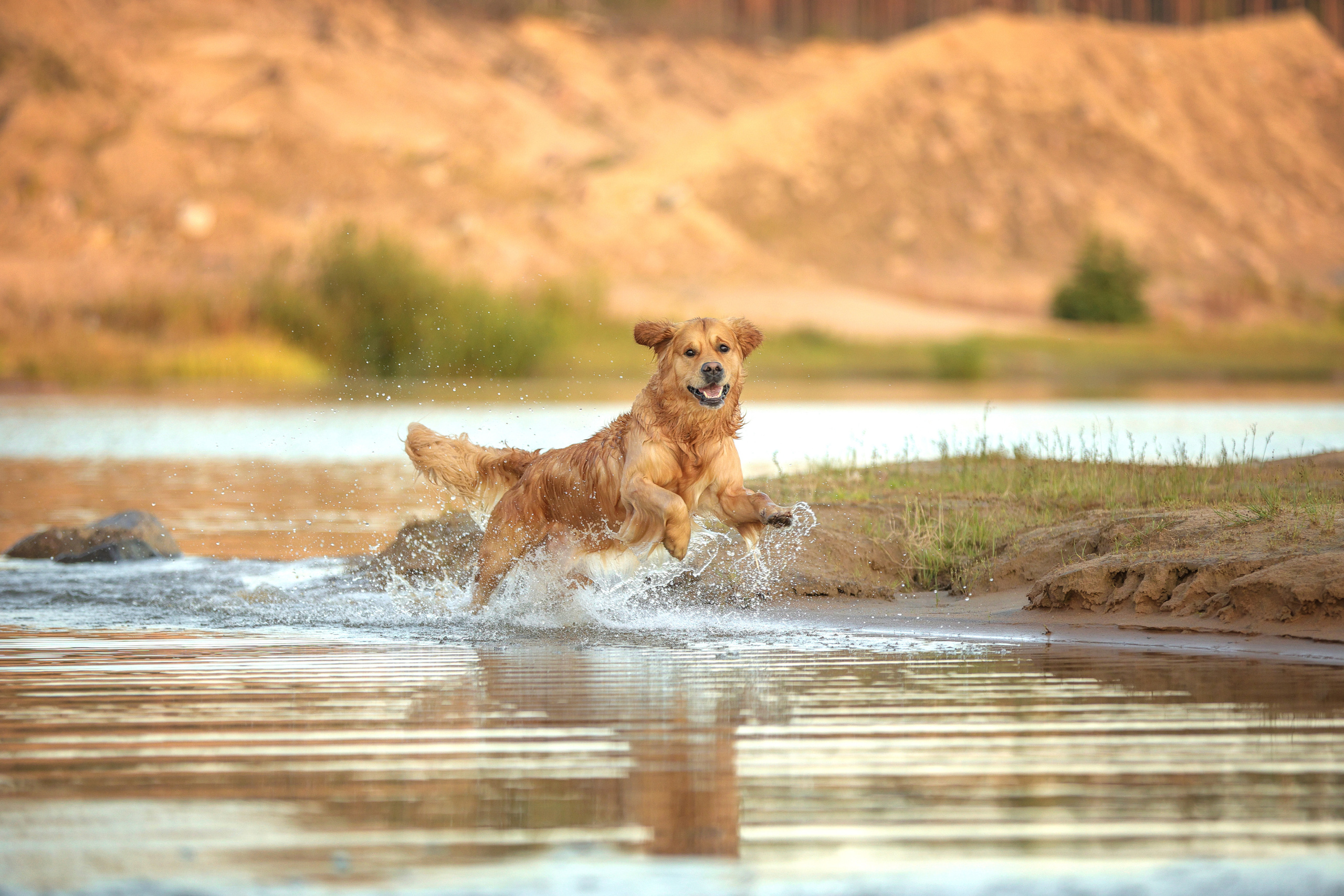 Фотографии в движении. Семейный фотограф-анималист Ирина Андреева