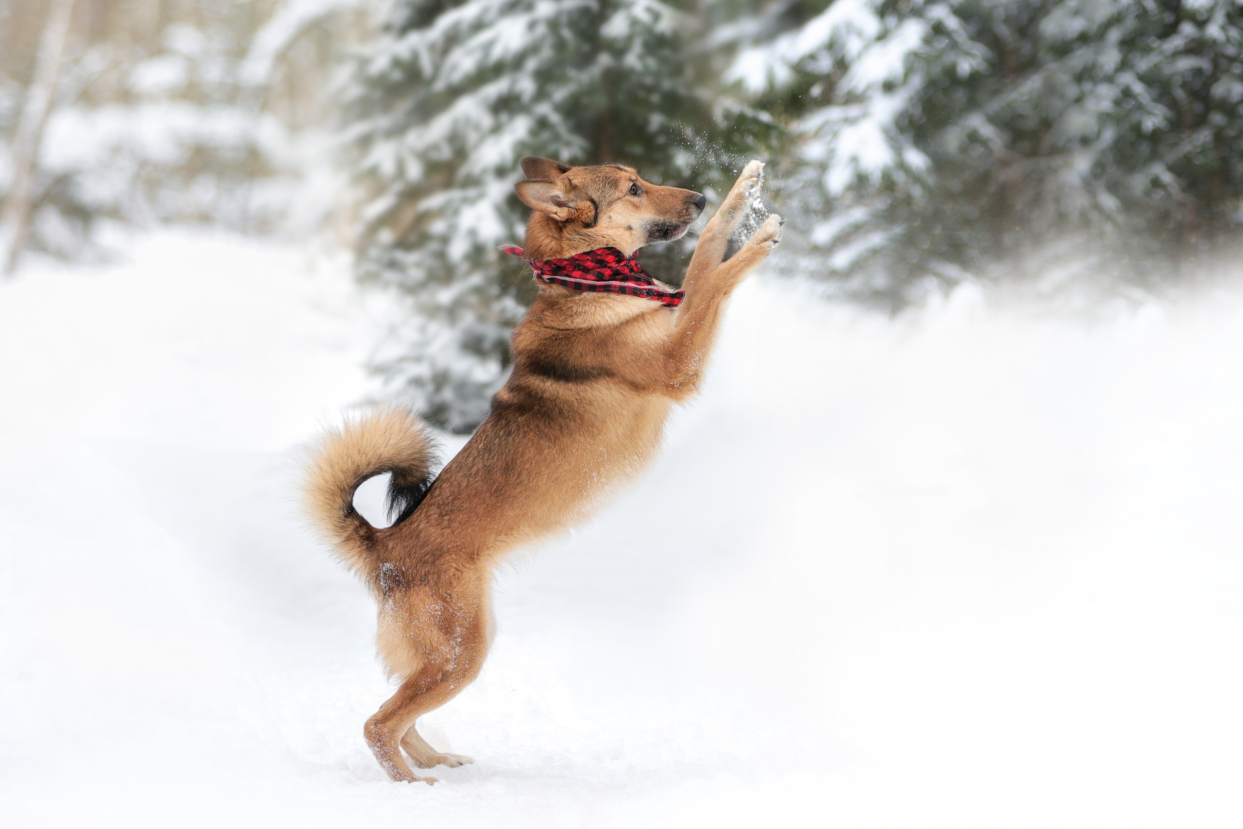 История Елены 1. Семейный фотограф-анималист Ирина Андреева