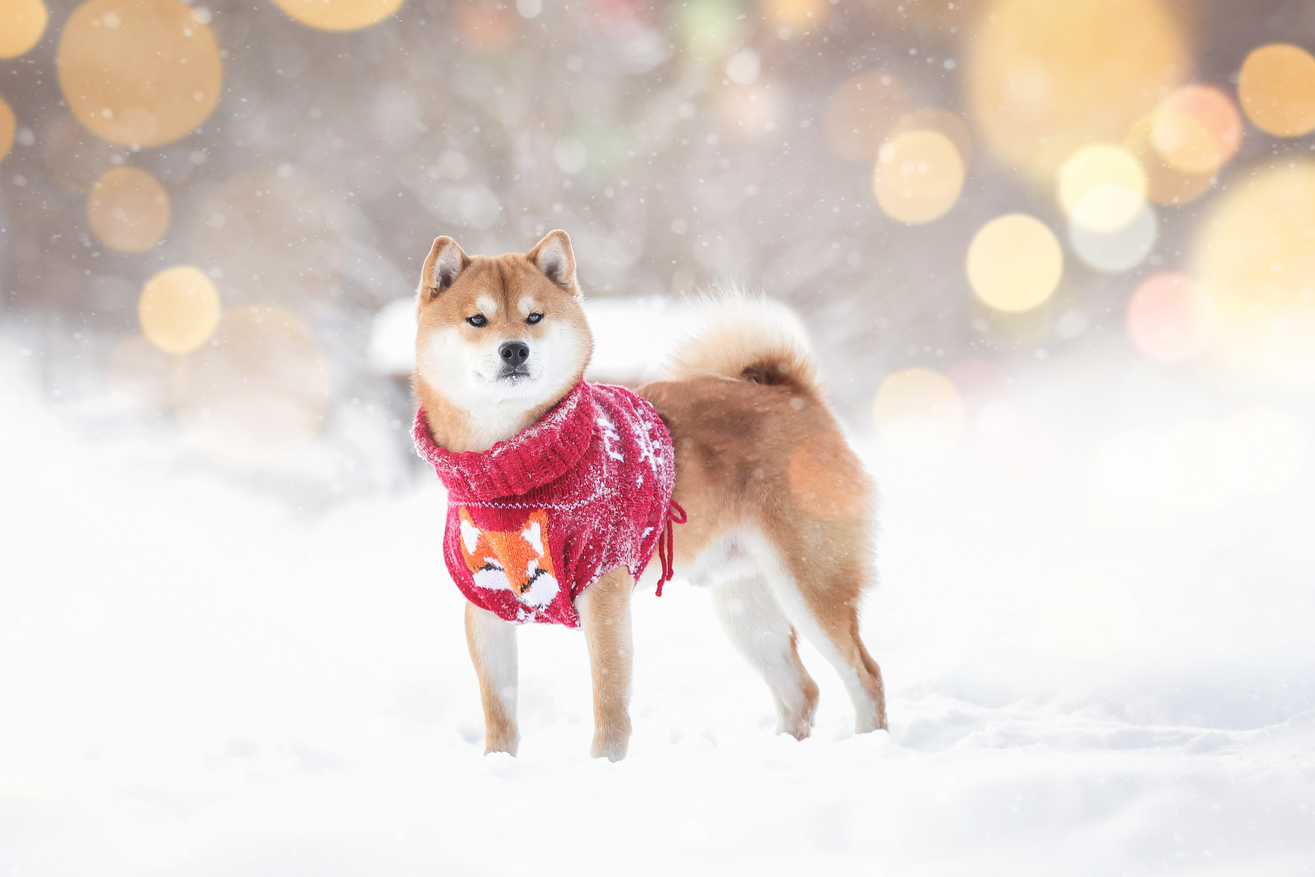 Портретные фотографии. Семейный фотограф-анималист Ирина Андреева