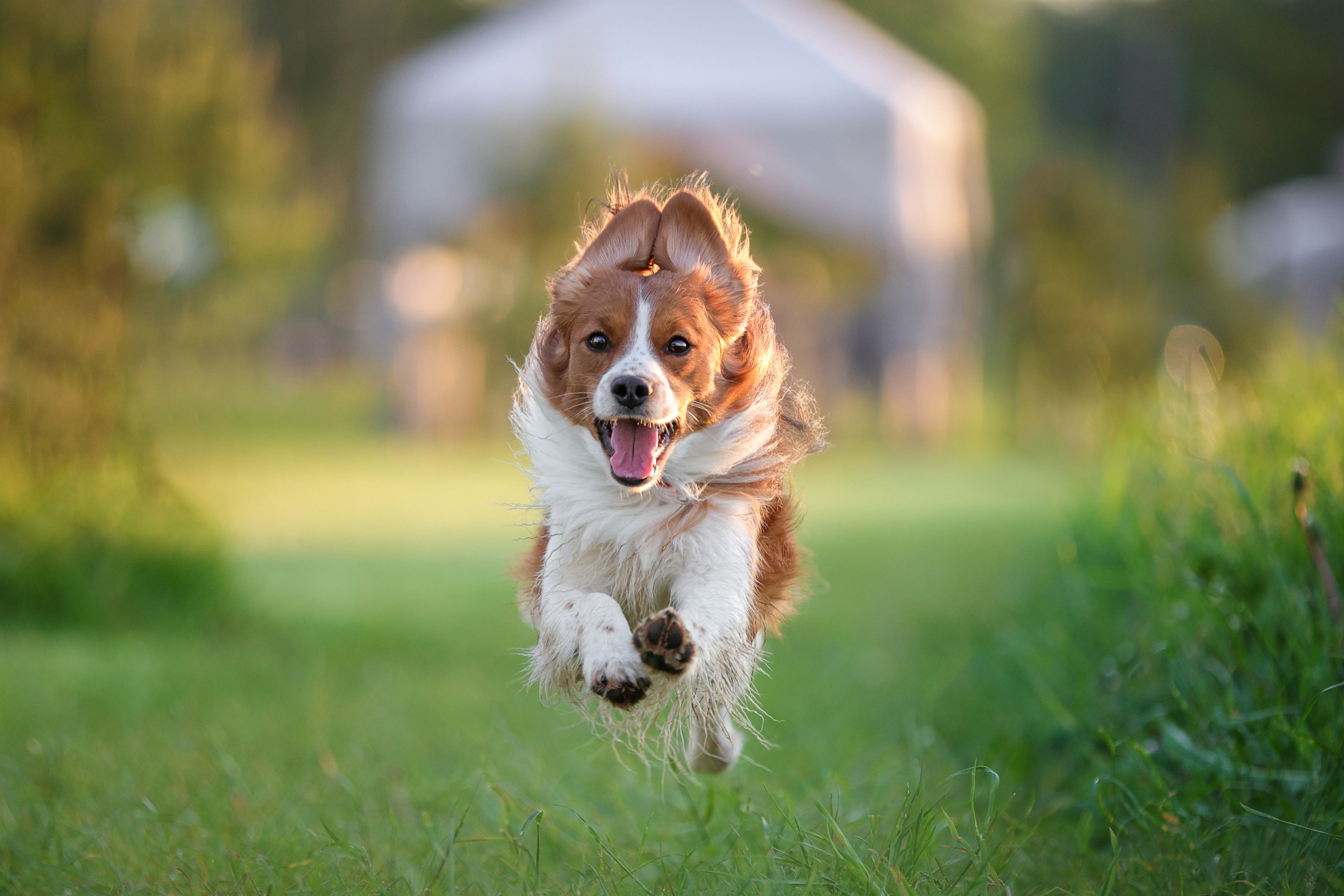 История Наташи Мельница. Семейный фотограф-анималист Ирина Андреева