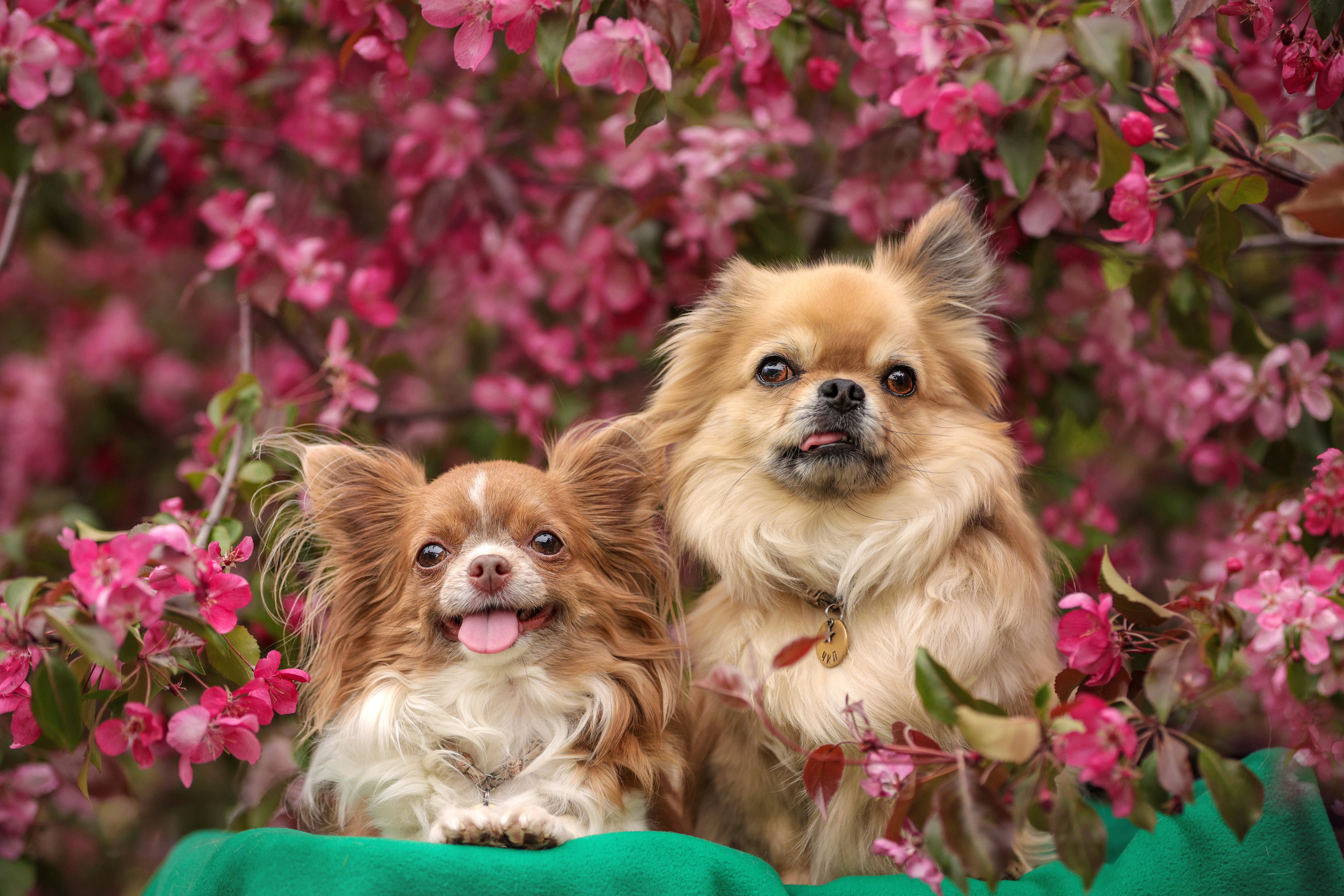 Портретные фотографии. Семейный фотограф-анималист Ирина Андреева