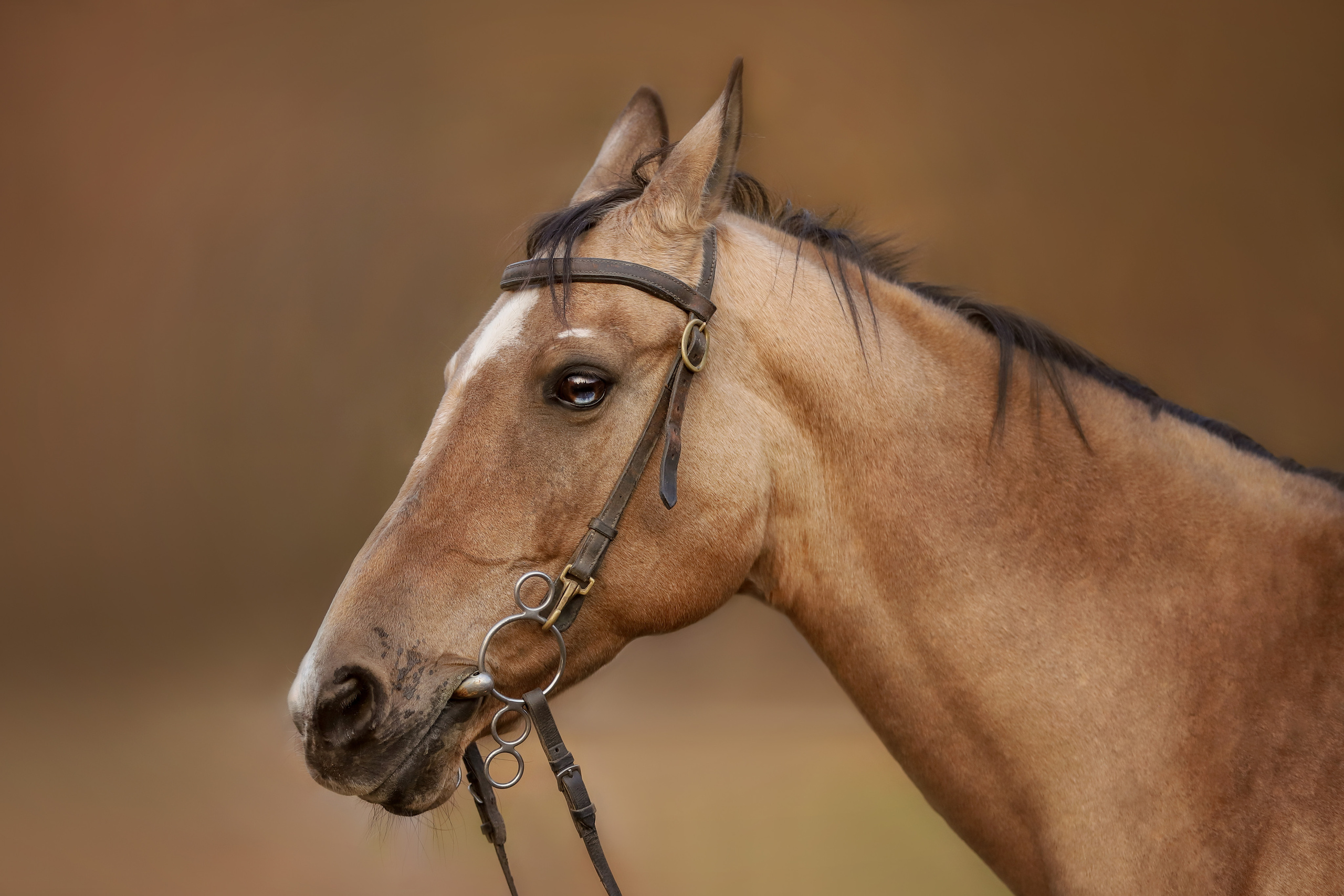 Портретные фотографии. Семейный фотограф-анималист Ирина Андреева