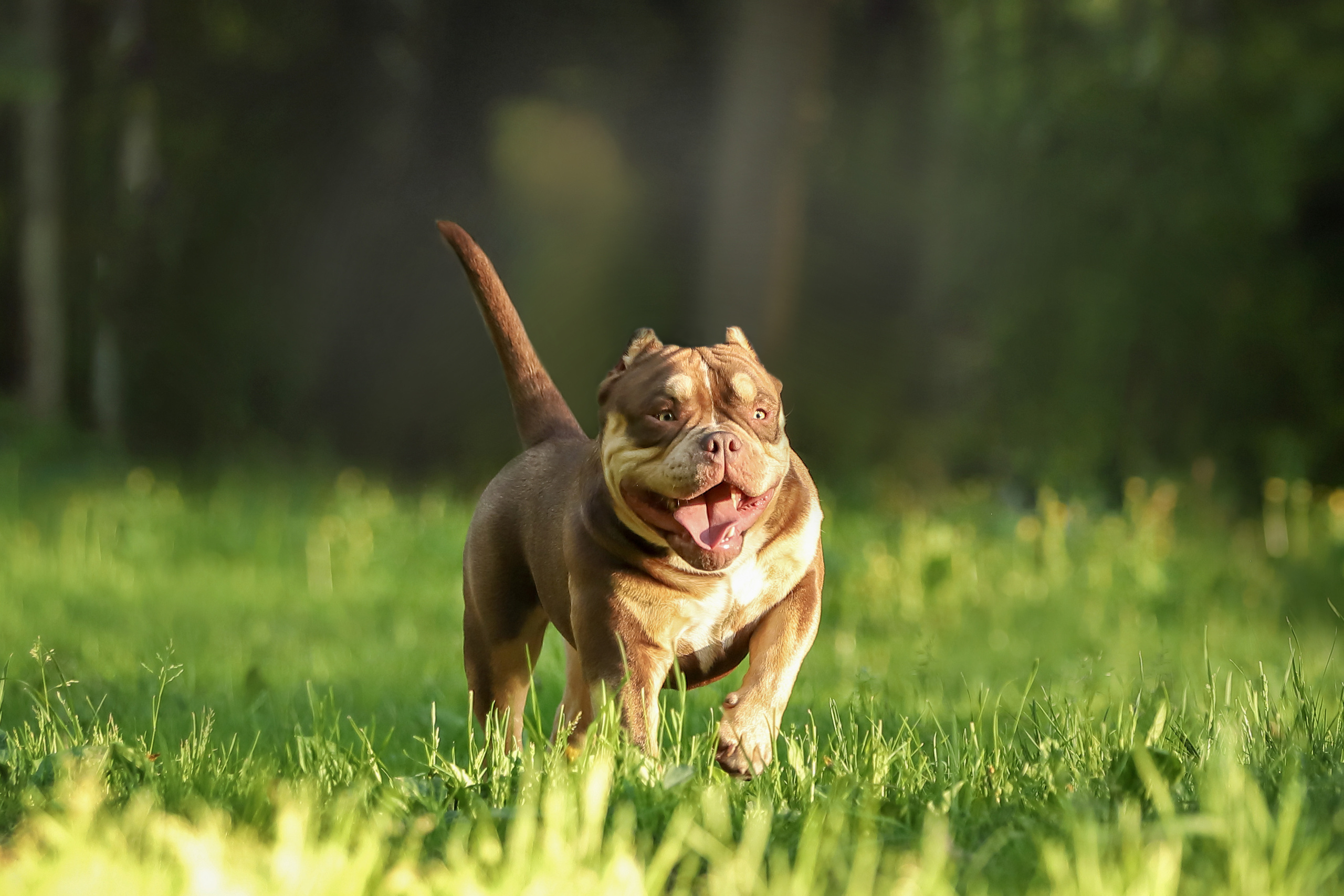 Фотографии в движении. Семейный фотограф-анималист Ирина Андреева