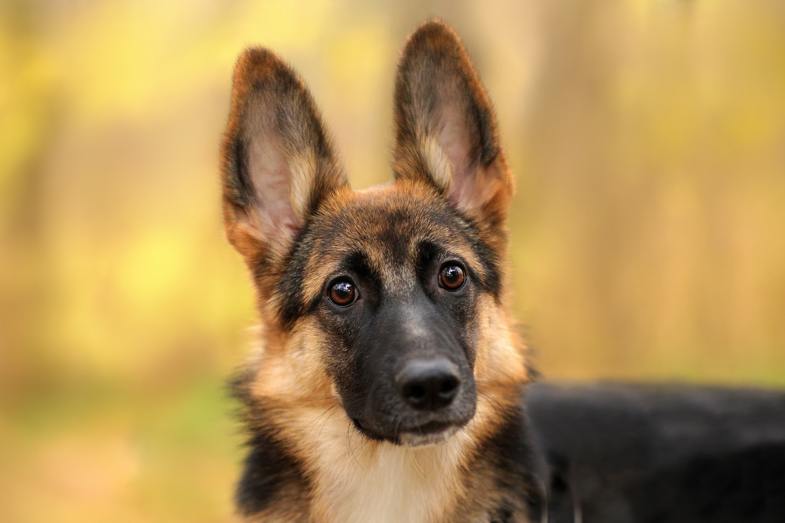 Портретные фотографии. Семейный фотограф-анималист Ирина Андреева