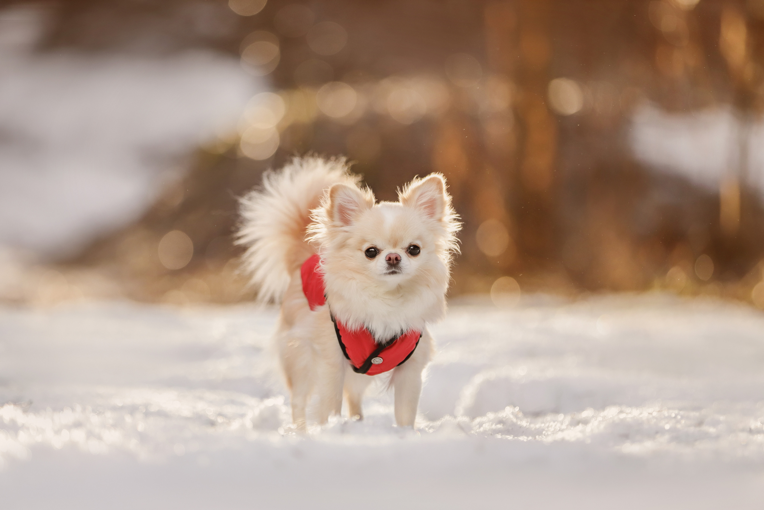 Портретные фотографии. Семейный фотограф-анималист Ирина Андреева