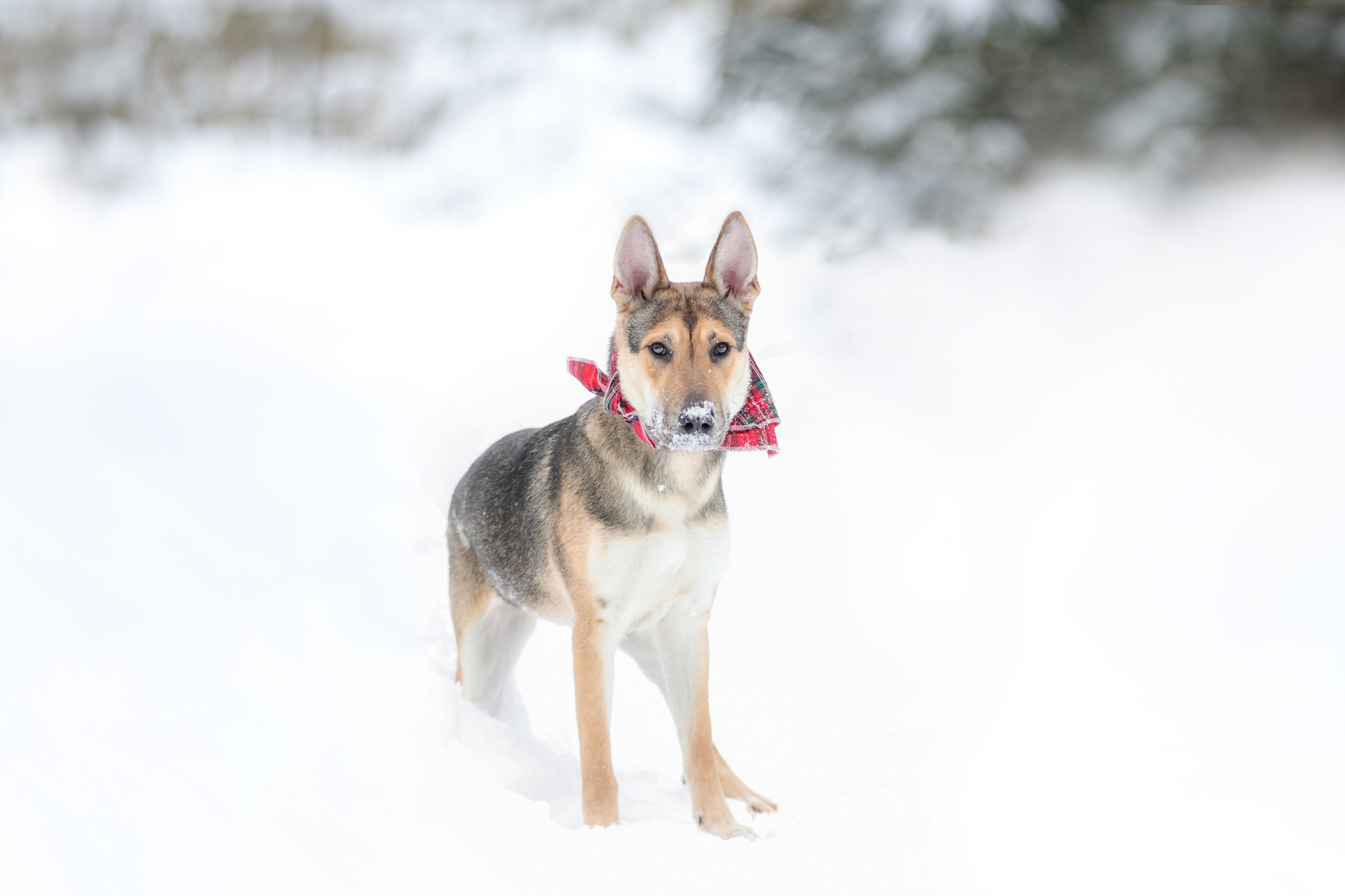 История Елены 1. Семейный фотограф-анималист Ирина Андреева