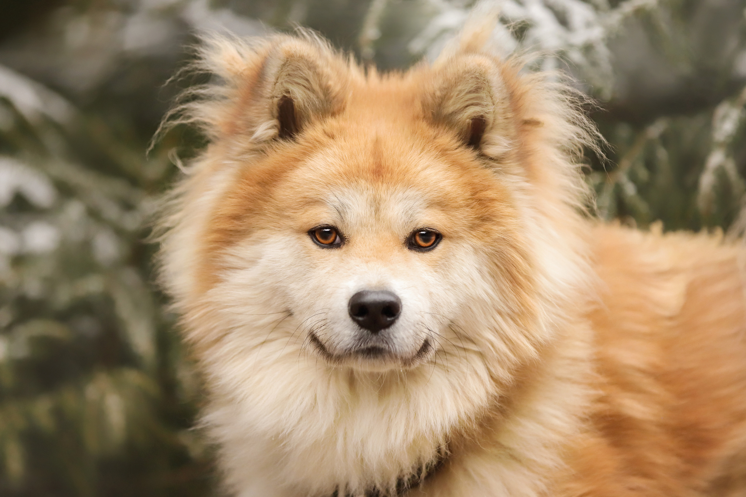 История Елены 1. Семейный фотограф-анималист Ирина Андреева