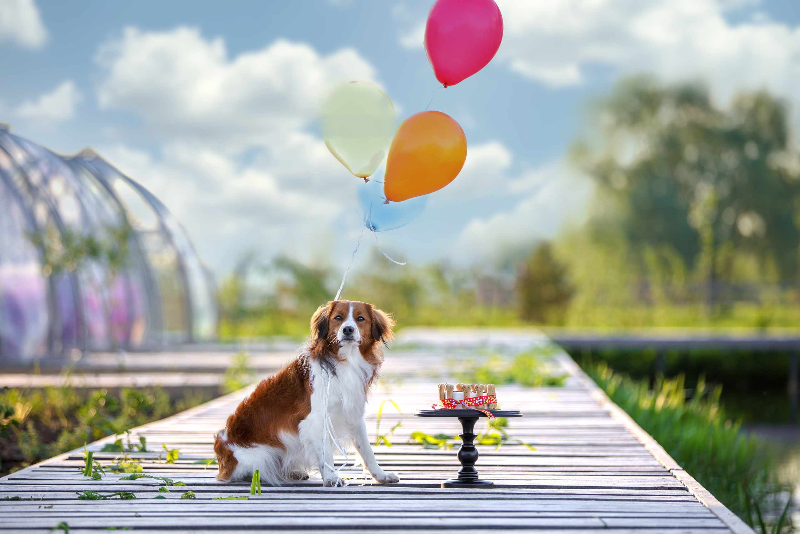 История Наташи Мельница. Семейный фотограф-анималист Ирина Андреева