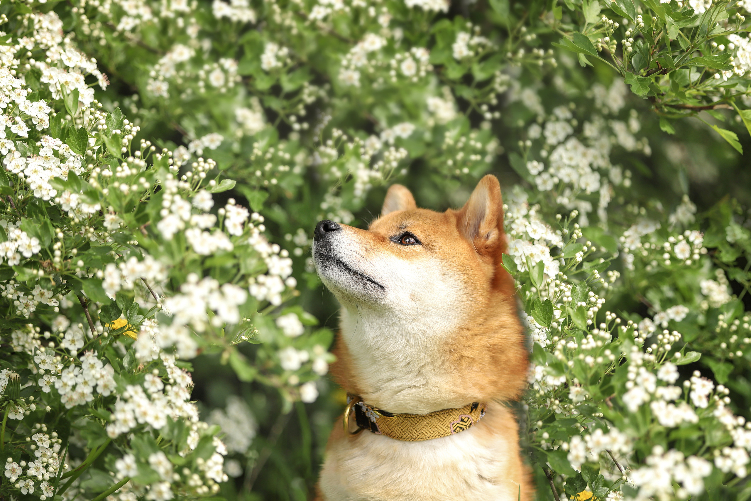 Портретные фотографии. Семейный фотограф-анималист Ирина Андреева