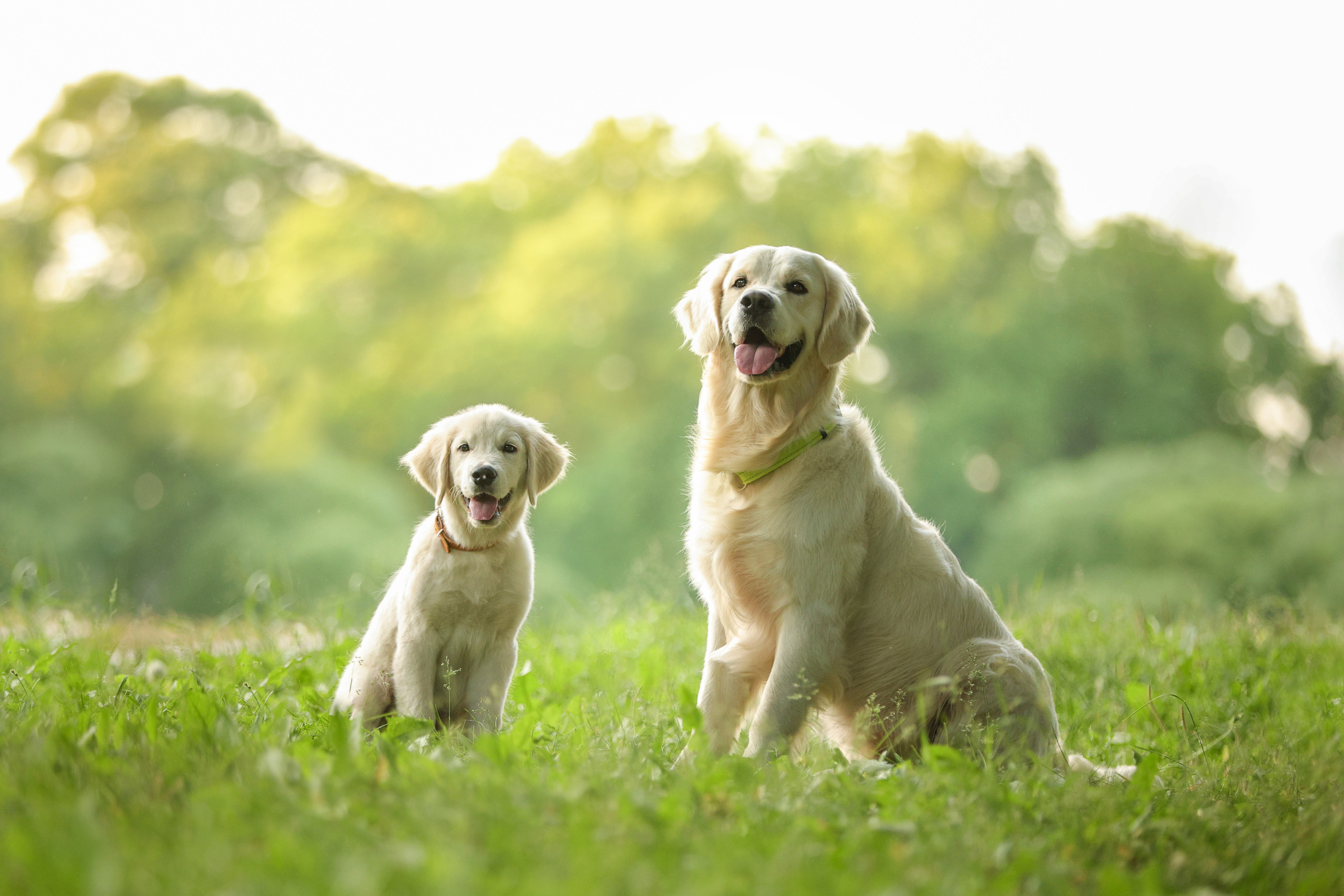 Портретные фотографии. Семейный фотограф-анималист Ирина Андреева