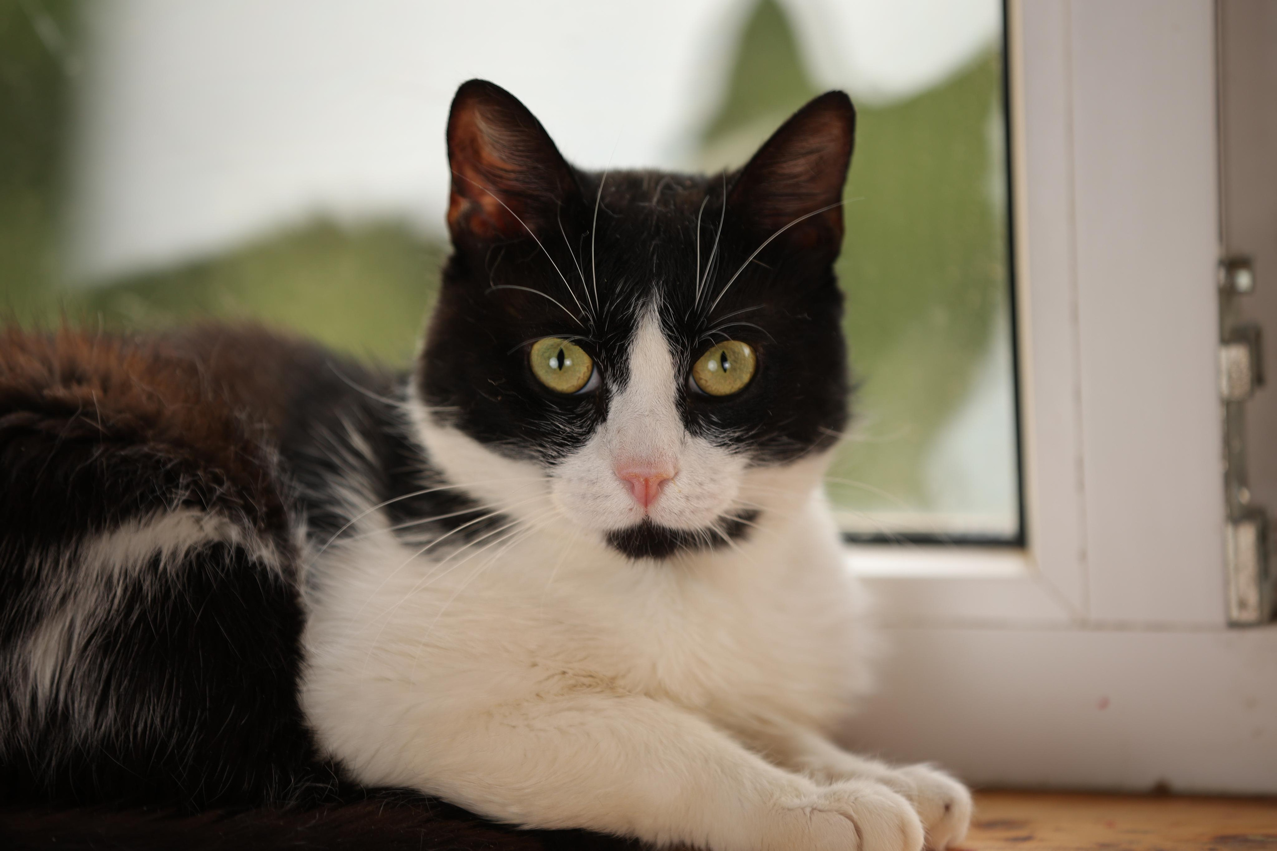 История Елены 1. Семейный фотограф-анималист Ирина Андреева