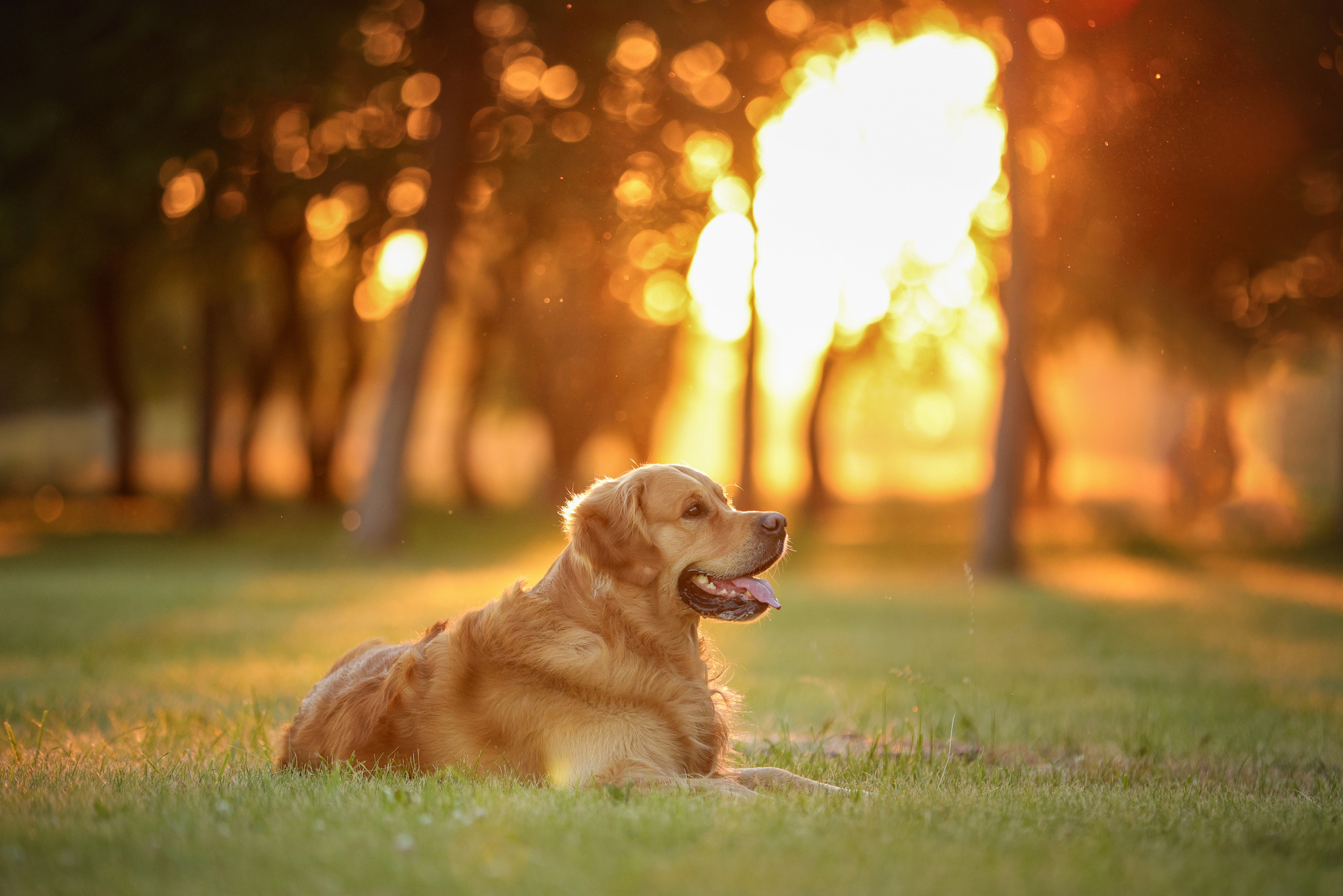 Портретные фотографии. Семейный фотограф-анималист Ирина Андреева
