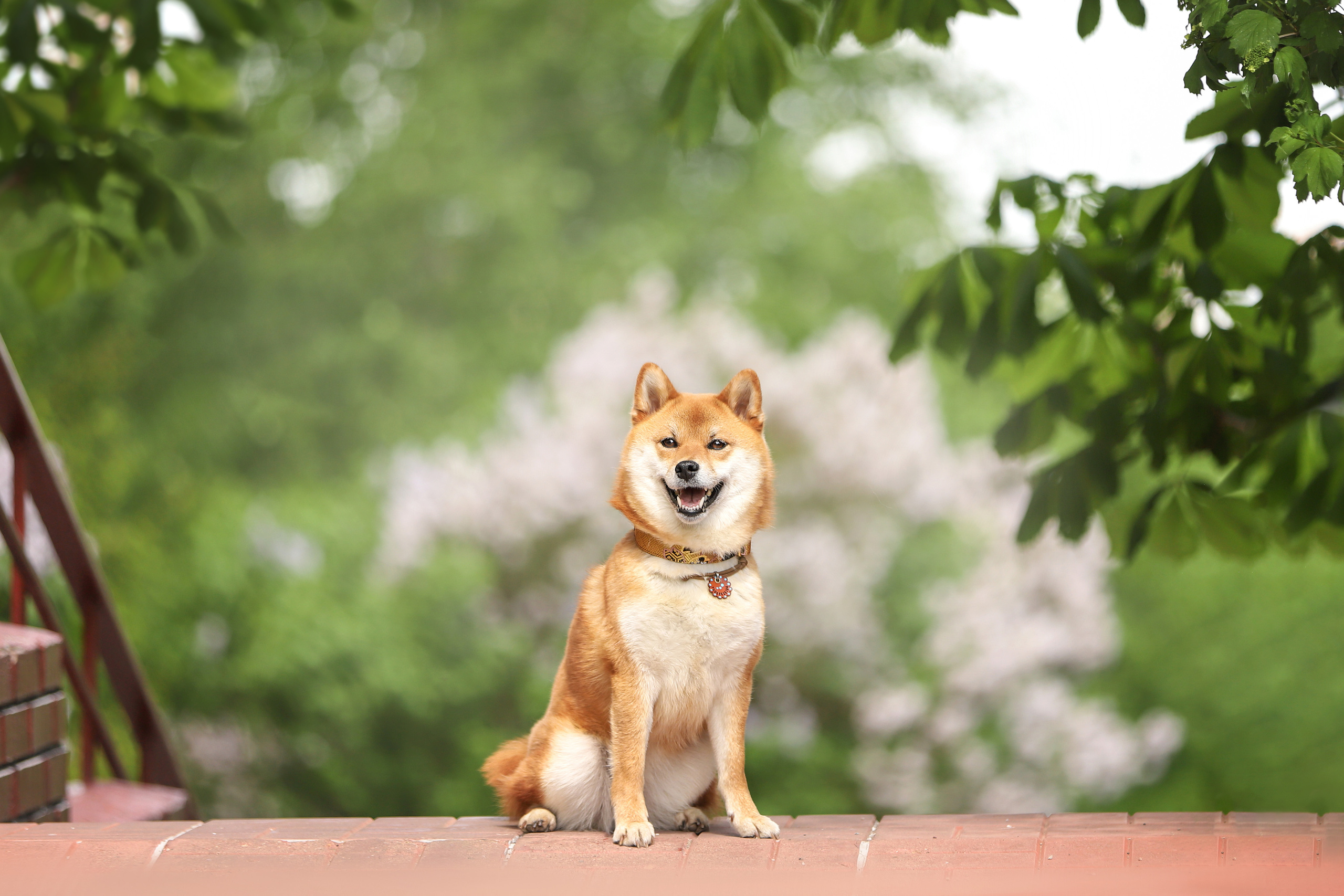 Портретные фотографии. Семейный фотограф-анималист Ирина Андреева