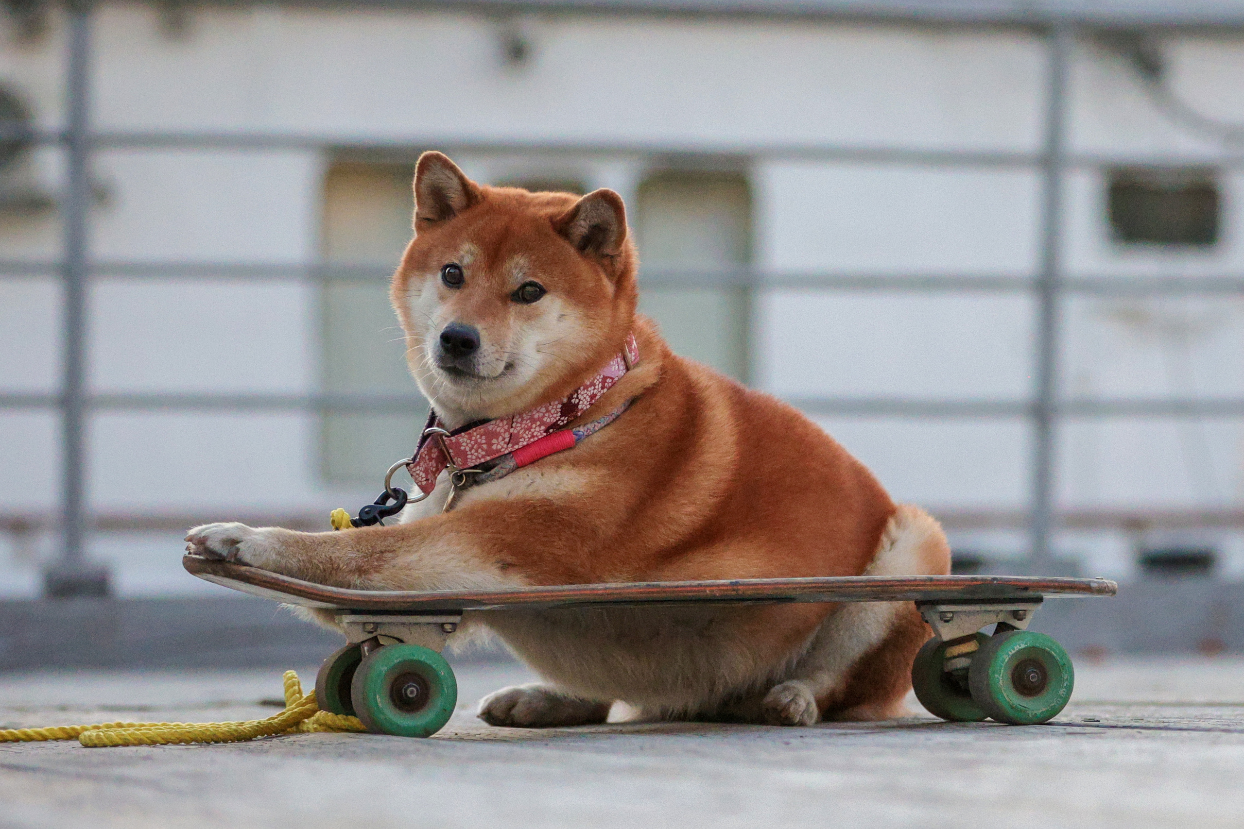 История Ирины. Семейный фотограф-анималист Ирина Андреева