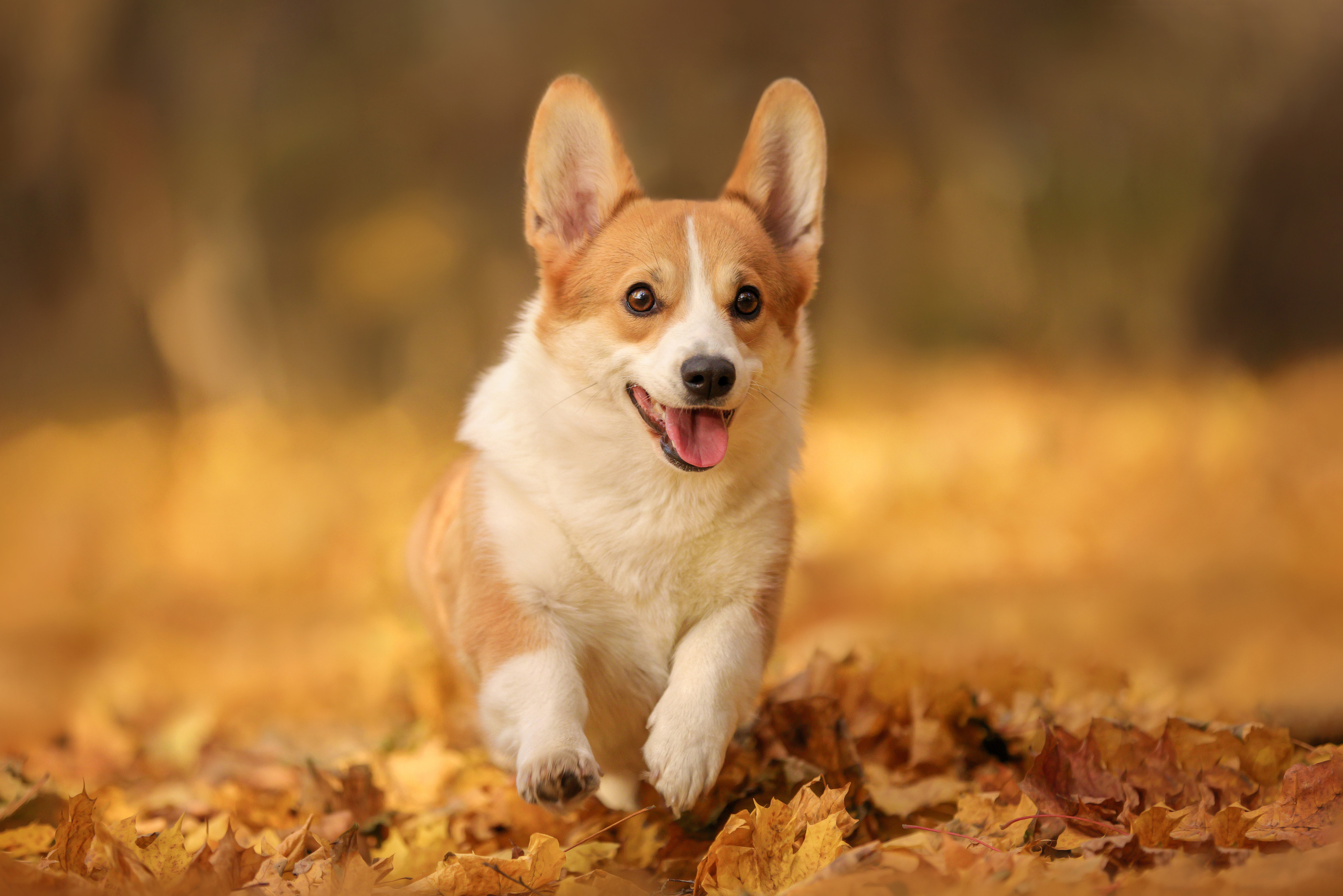 Портретные фотографии. Семейный фотограф-анималист Ирина Андреева