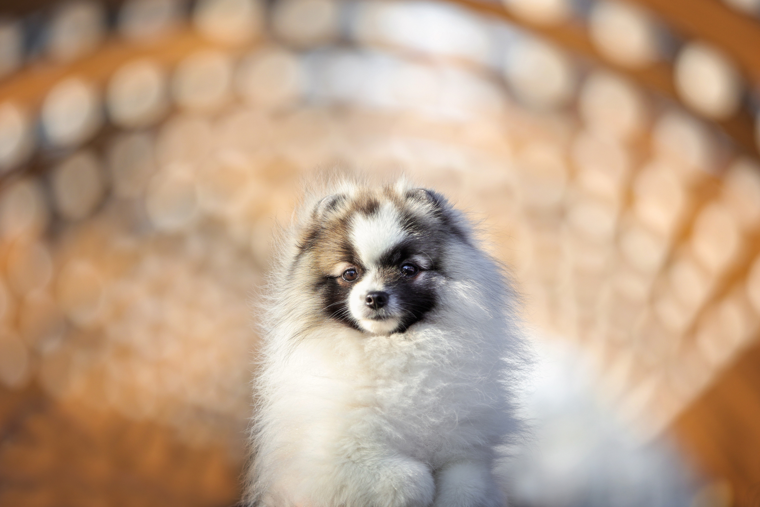 Портретные фотографии. Семейный фотограф-анималист Ирина Андреева