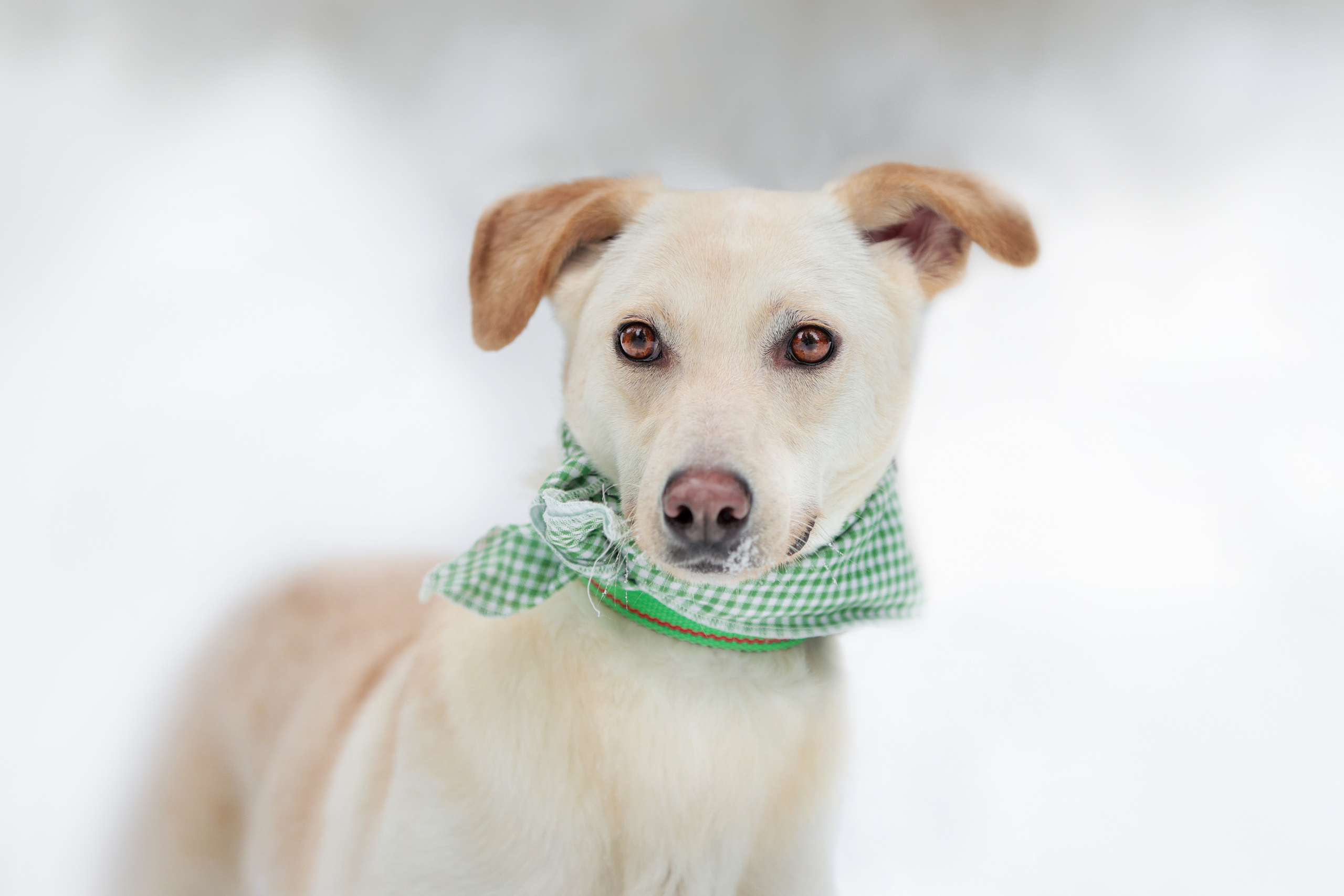 История Елены 1. Семейный фотограф-анималист Ирина Андреева