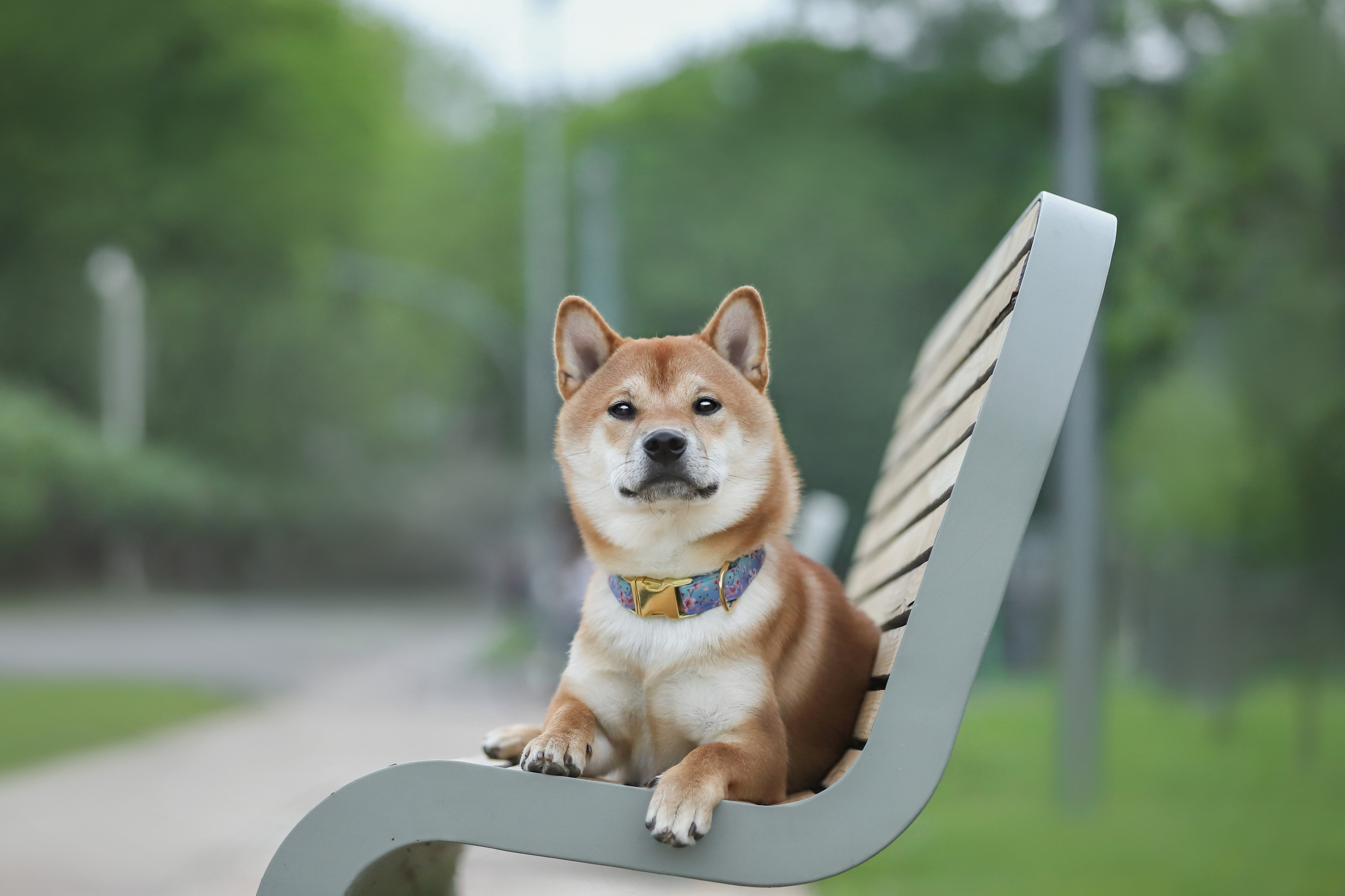 История Ксюши и Илюши. Семейный фотограф-анималист Ирина Андреева