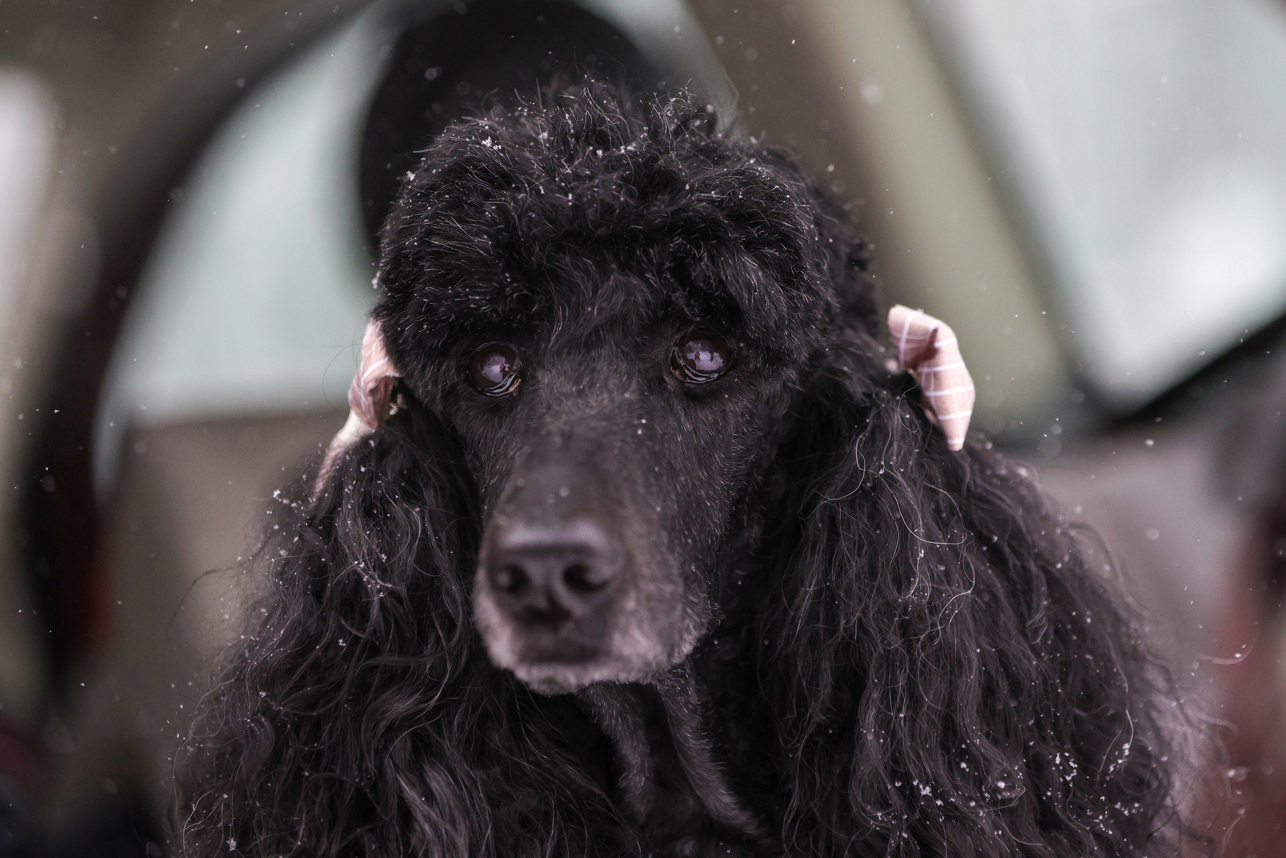 Портретные фотографии. Семейный фотограф-анималист Ирина Андреева