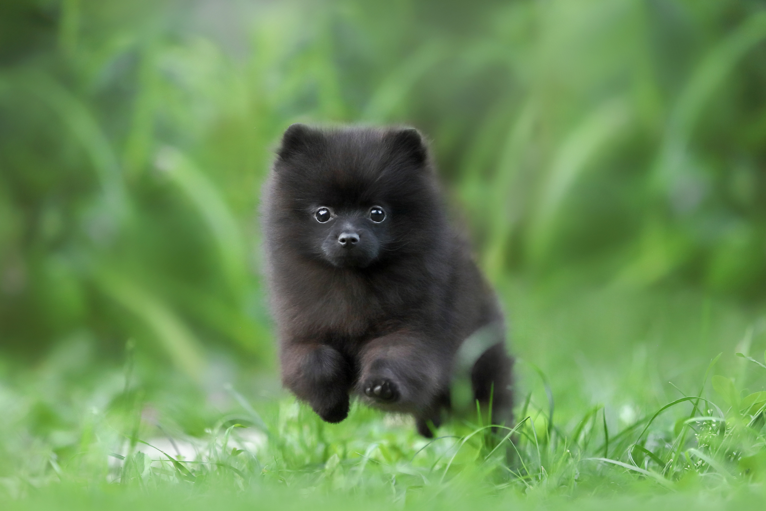 Фотографии в движении. Семейный фотограф-анималист Ирина Андреева