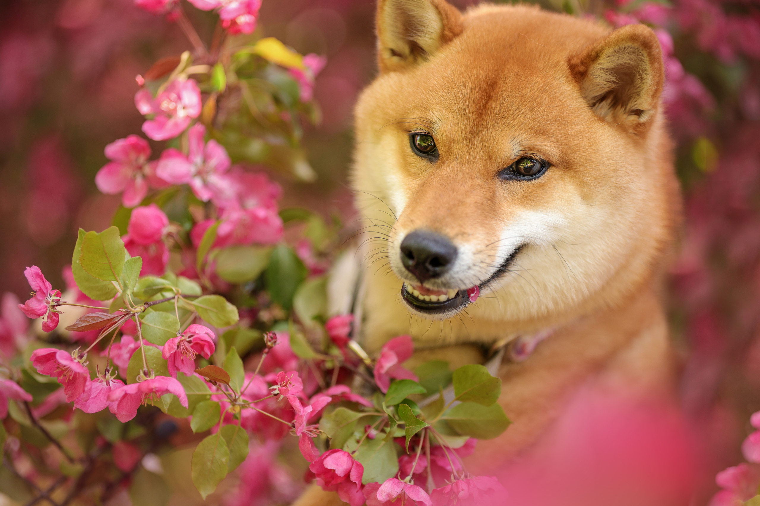 Портретные фотографии. Семейный фотограф-анималист Ирина Андреева