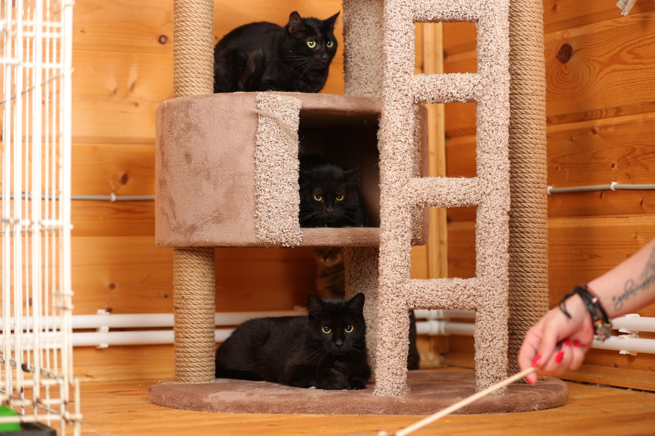 История Елены 1. Семейный фотограф-анималист Ирина Андреева