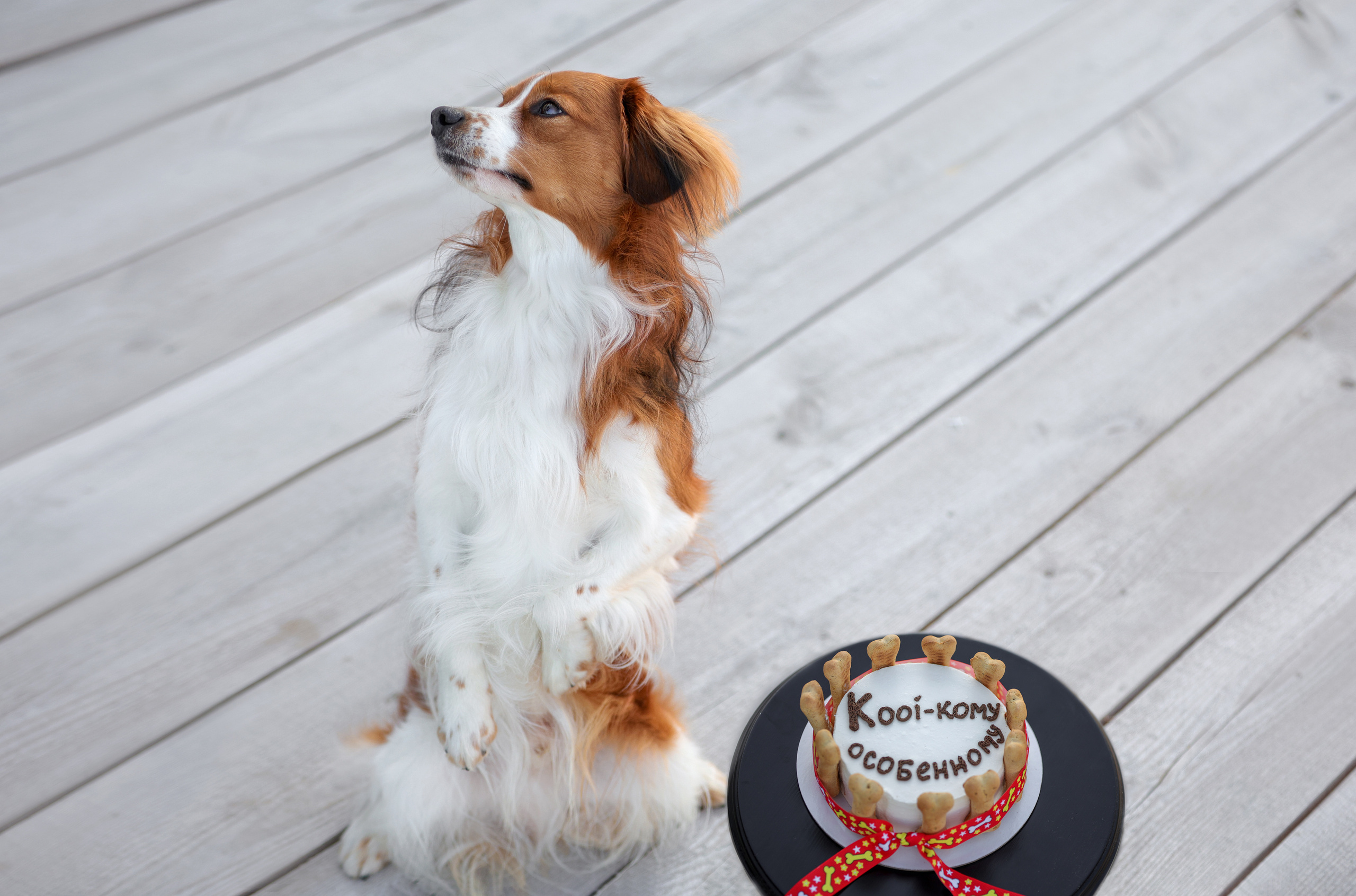 История Наташи Мельница. Семейный фотограф-анималист Ирина Андреева