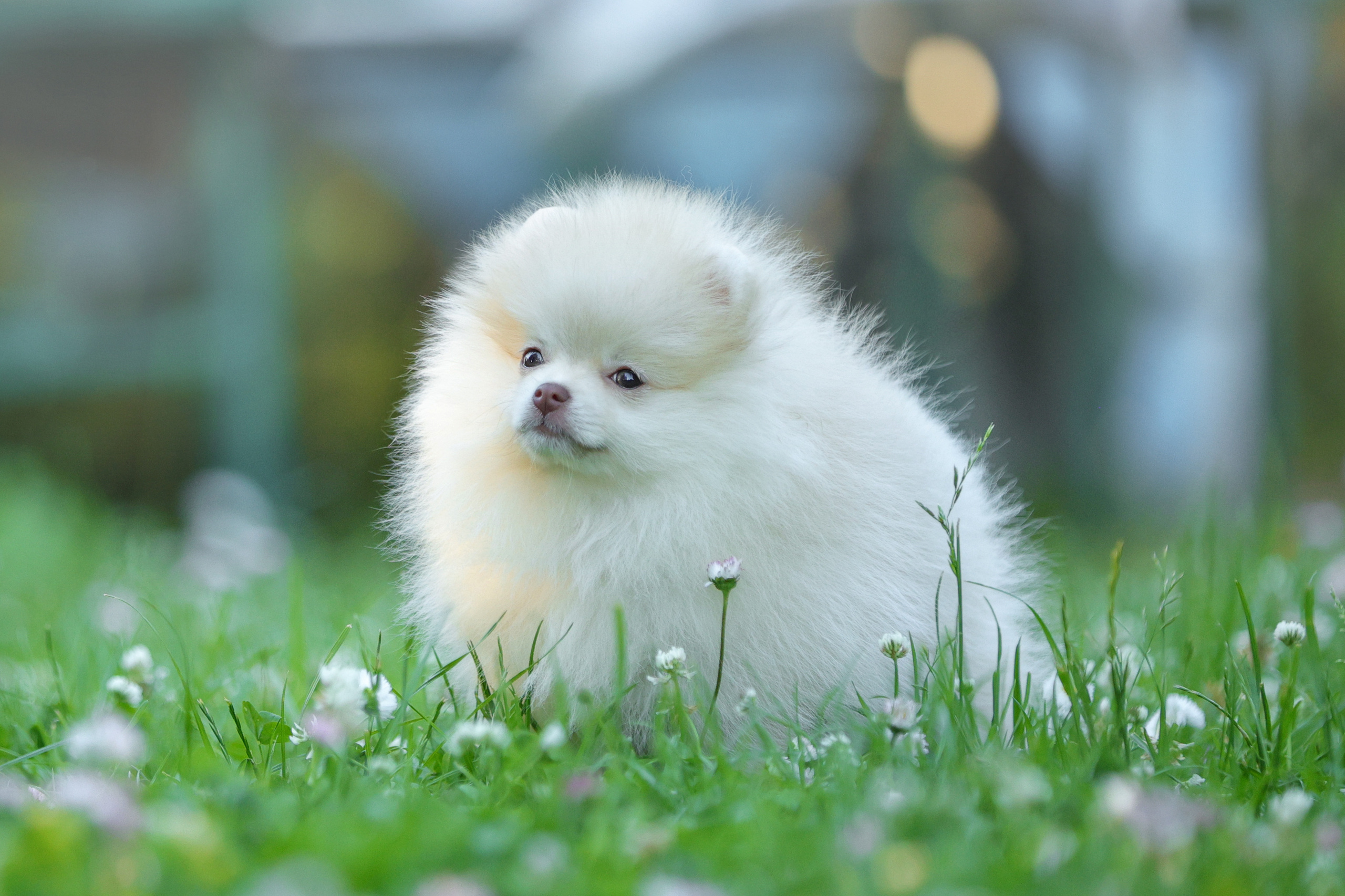 История Натальи. Семейный фотограф-анималист Ирина Андреева