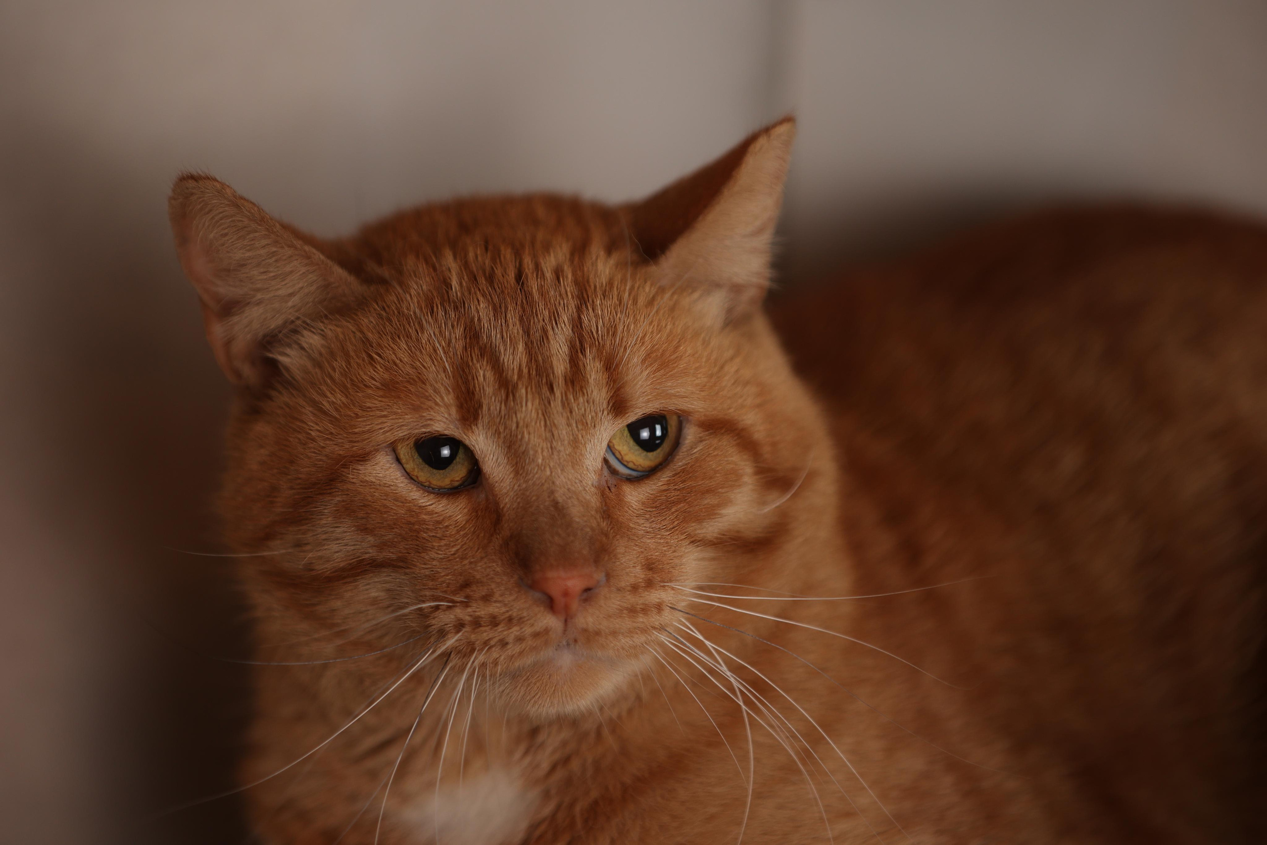 История Елены 1. Семейный фотограф-анималист Ирина Андреева