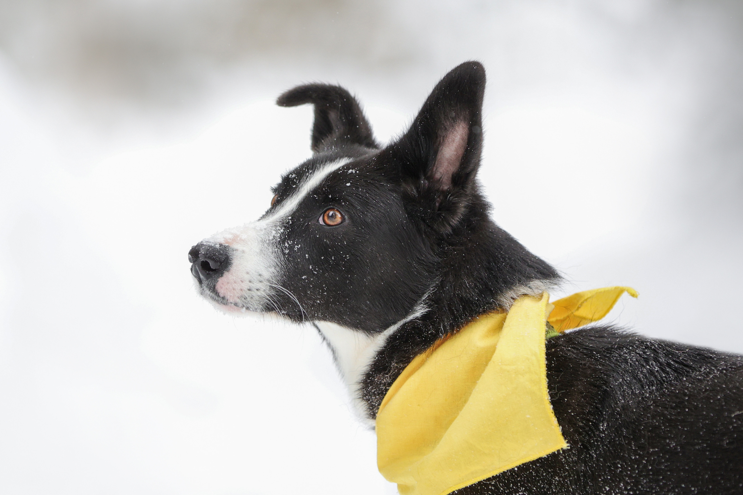История Елены 1. Семейный фотограф-анималист Ирина Андреева