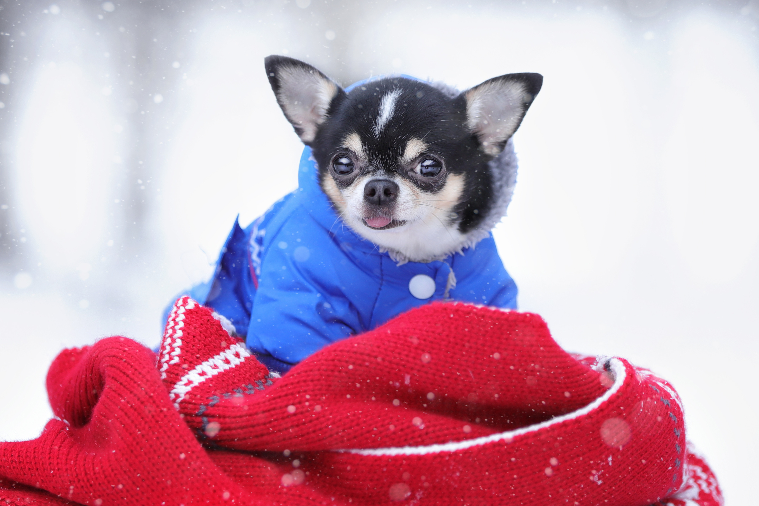 История Таня и Марсель. Семейный фотограф-анималист Ирина Андреева