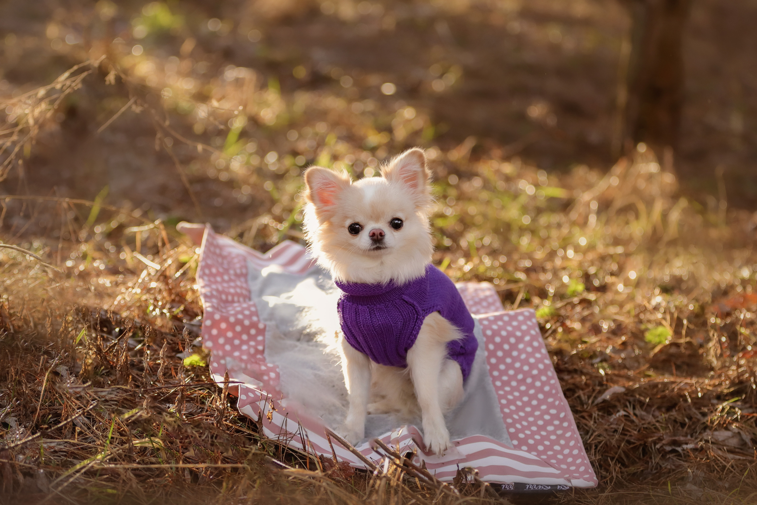 Портретные фотографии. Семейный фотограф-анималист Ирина Андреева