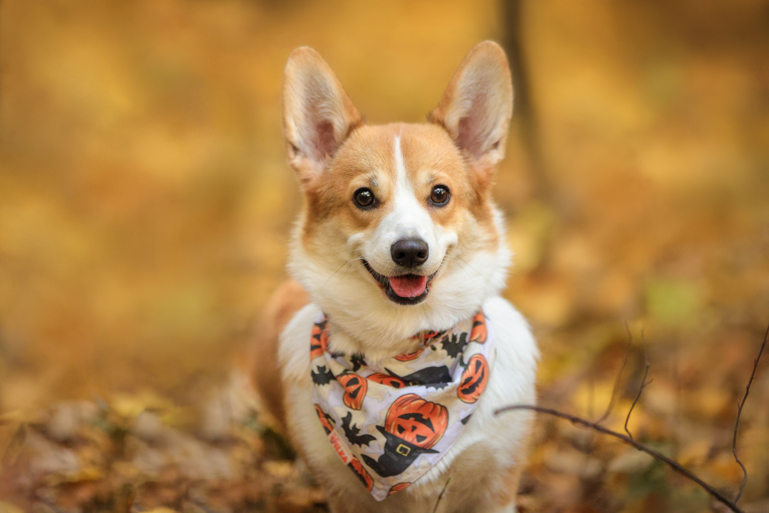 Портретные фотографии. Семейный фотограф-анималист Ирина Андреева