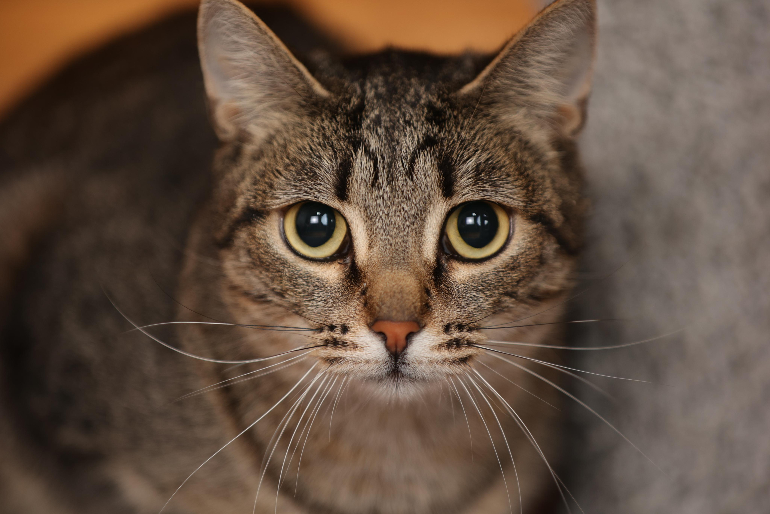 История Елены 1. Семейный фотограф-анималист Ирина Андреева