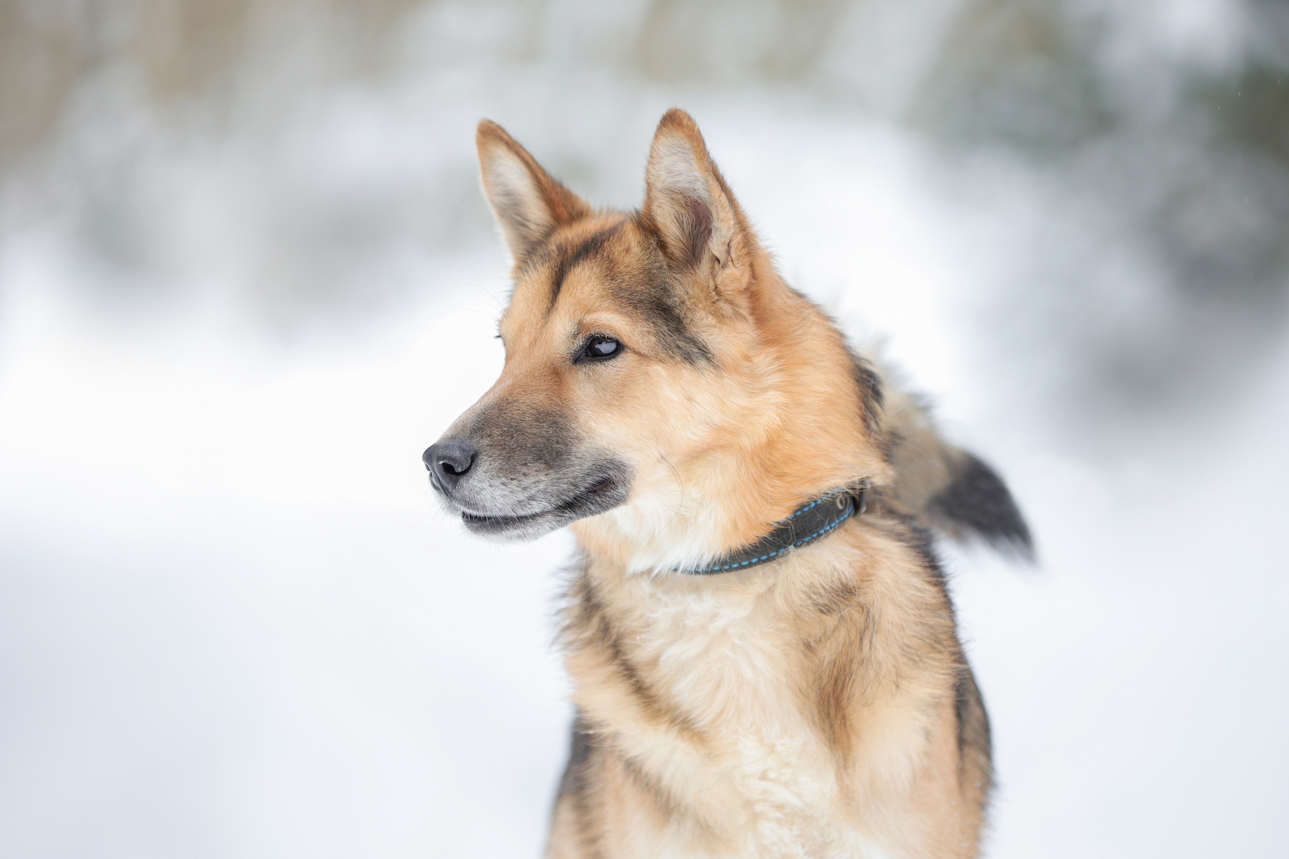 История Елены 1. Семейный фотограф-анималист Ирина Андреева