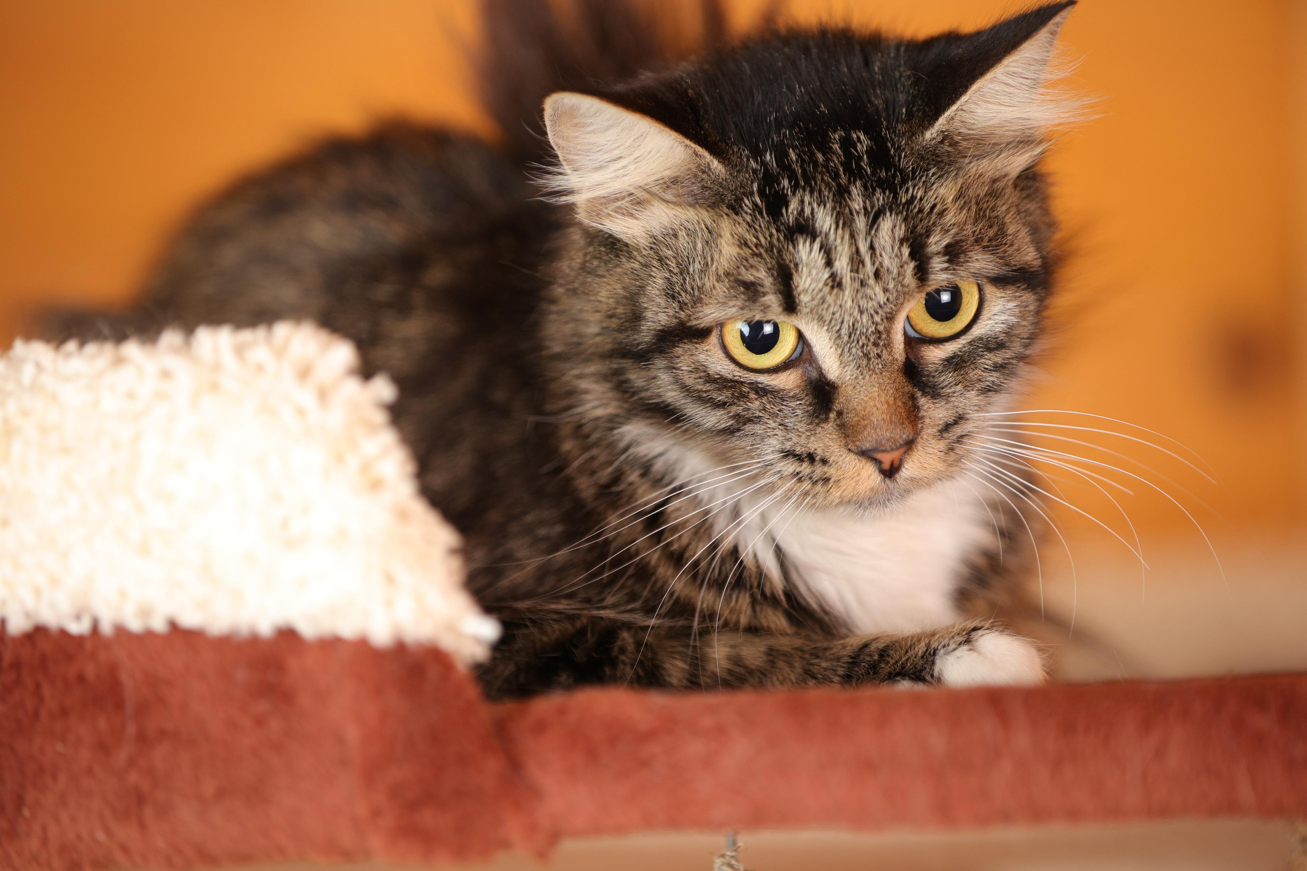 История Елены 1. Семейный фотограф-анималист Ирина Андреева