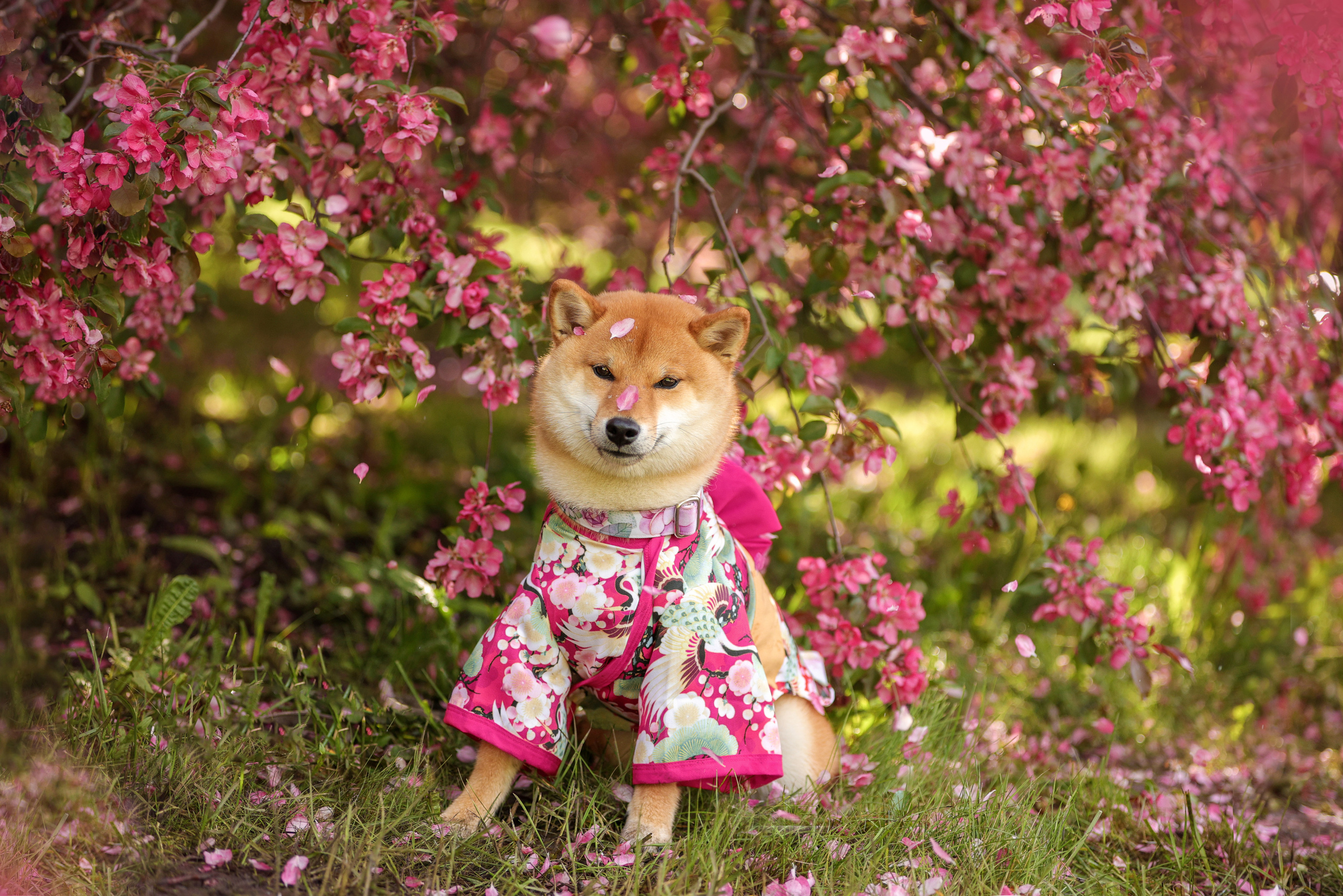 Портретные фотографии. Семейный фотограф-анималист Ирина Андреева