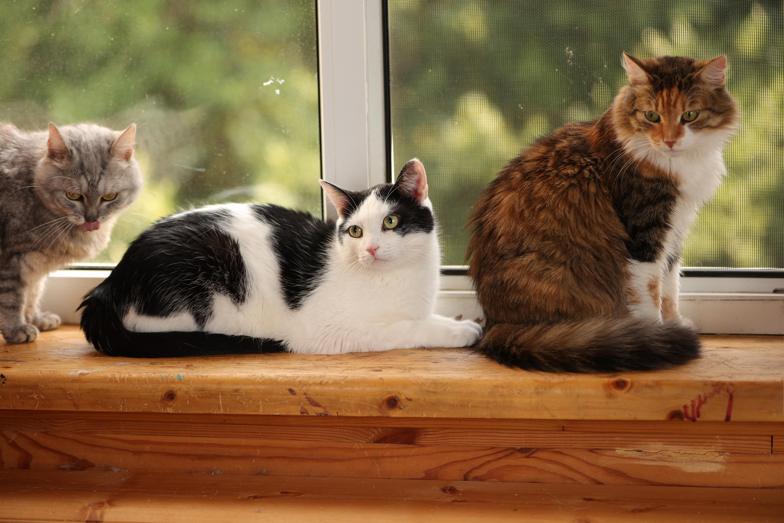 История Елены 1. Семейный фотограф-анималист Ирина Андреева