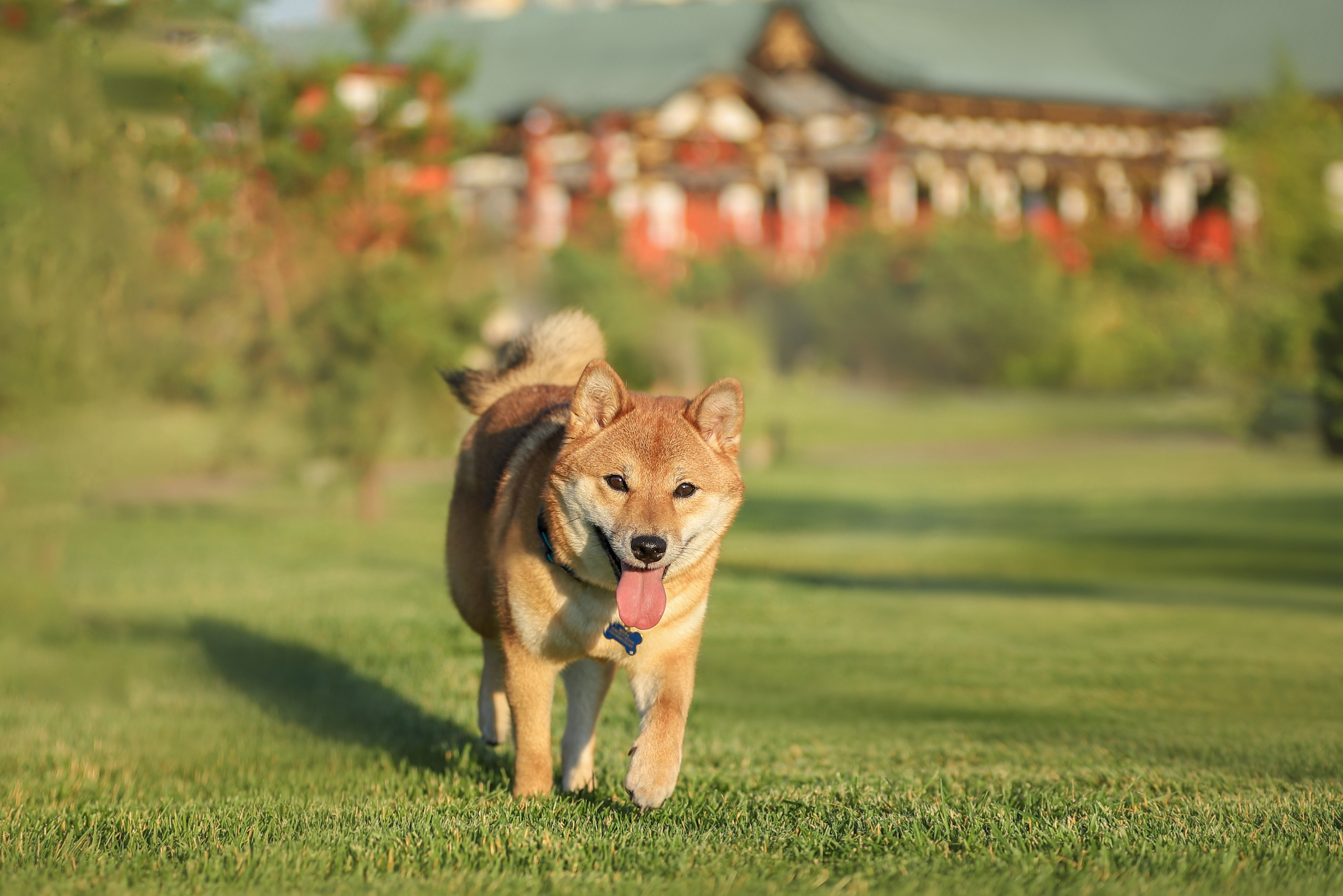 Фотографии в движении. Семейный фотограф-анималист Ирина Андреева