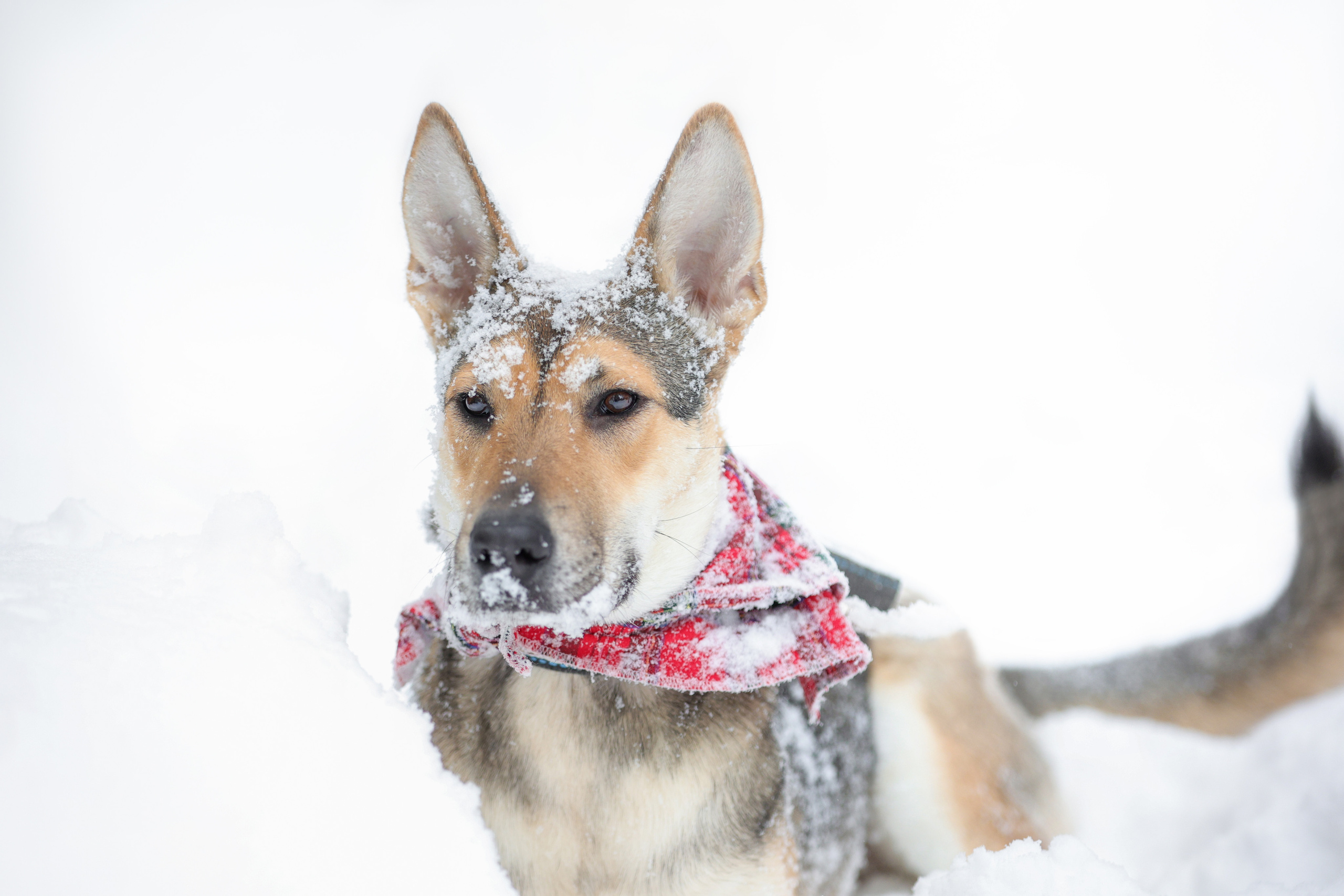 История Елены 1. Семейный фотограф-анималист Ирина Андреева