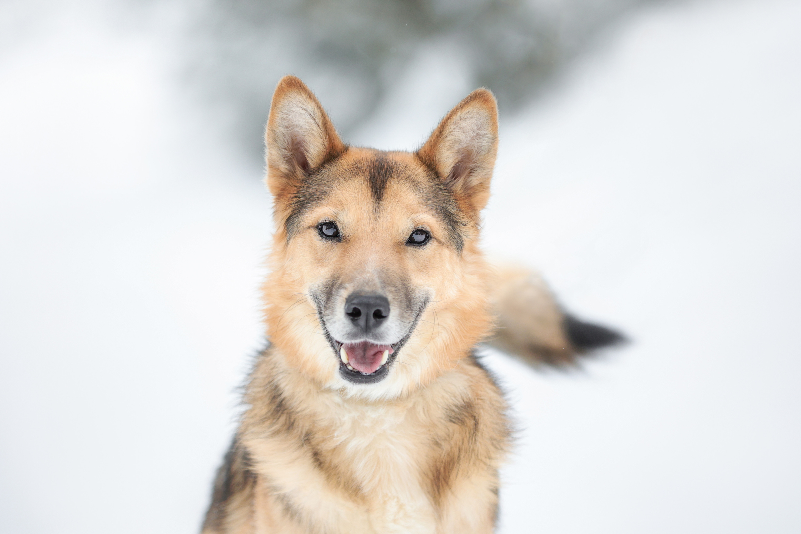 История Елены 1. Семейный фотограф-анималист Ирина Андреева