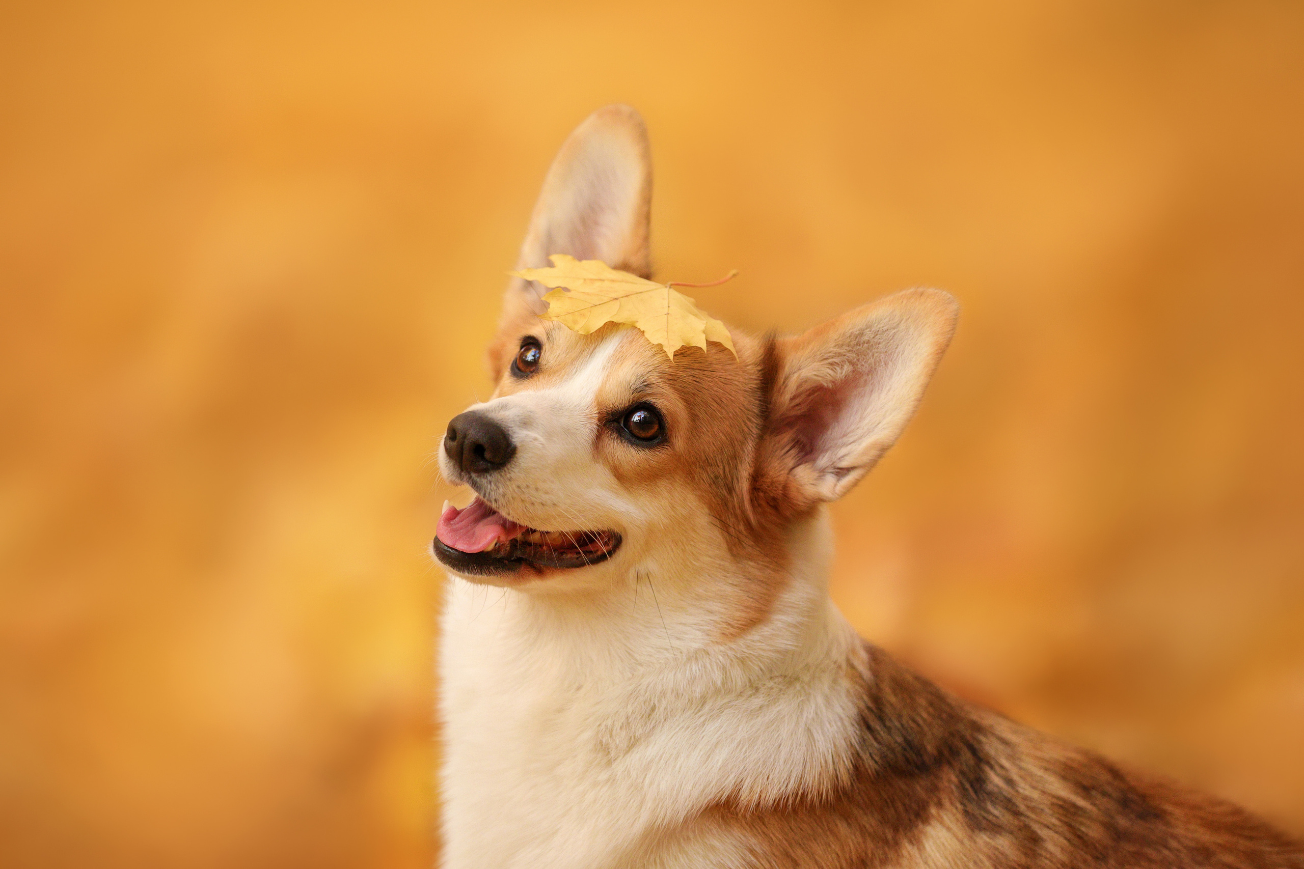 Портретные фотографии. Семейный фотограф-анималист Ирина Андреева